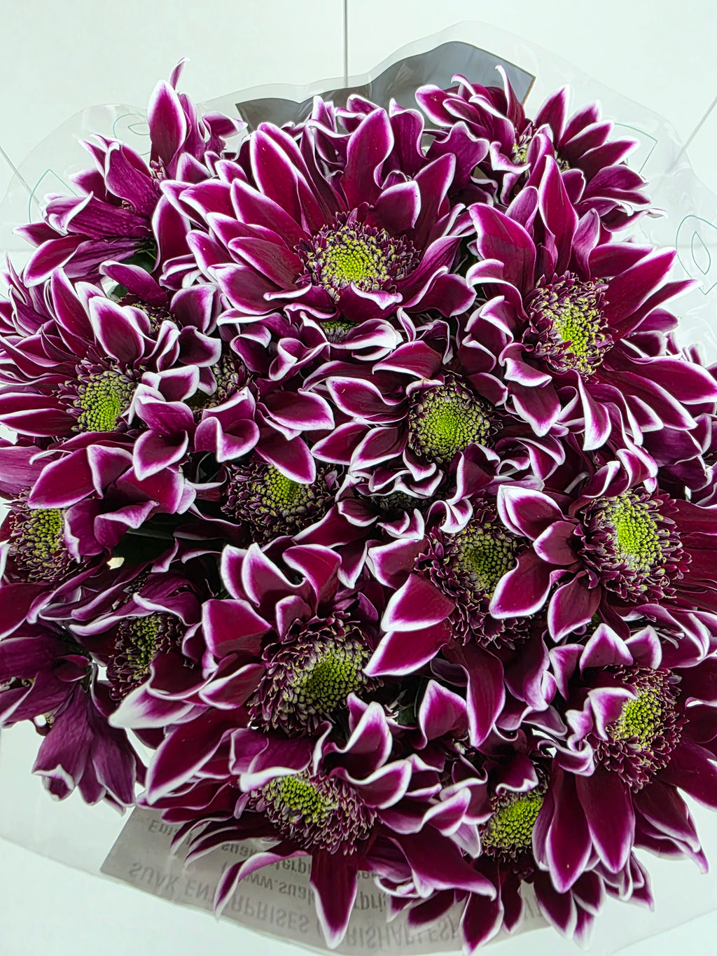Farm Fresh Spray Chrysanthemum T Bolte (Bunch of 5 stems, Length 70cm) (PACK OF 2)