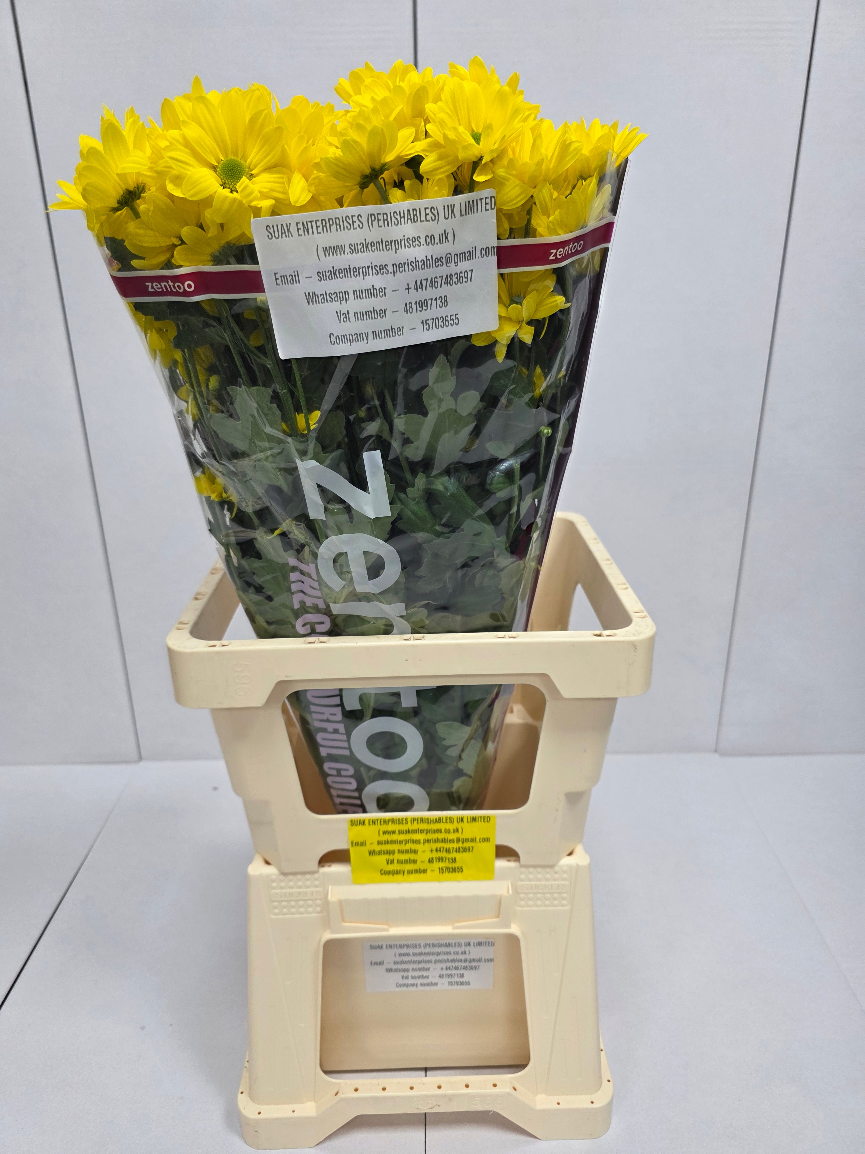 Farm Fresh Spray Chrysanthemum T Celebrate (Bunch of 5 stems, Length 70cm) (PACK OF 2)