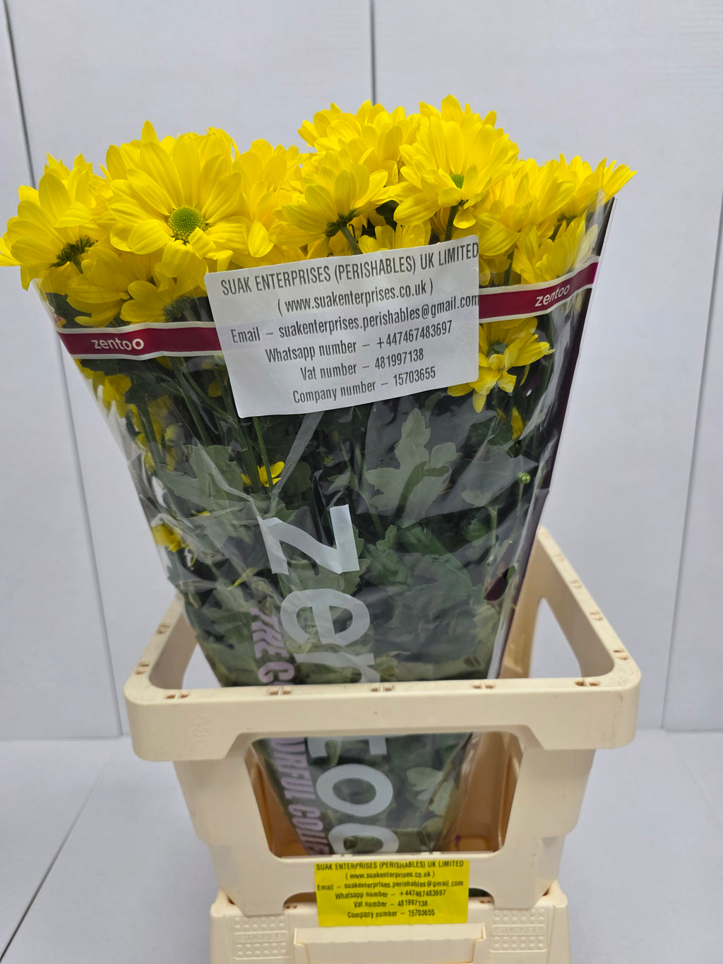 Farm Fresh Spray Chrysanthemum T Celebrate (Bunch of 5 stems, Length 70cm) (PACK OF 2)