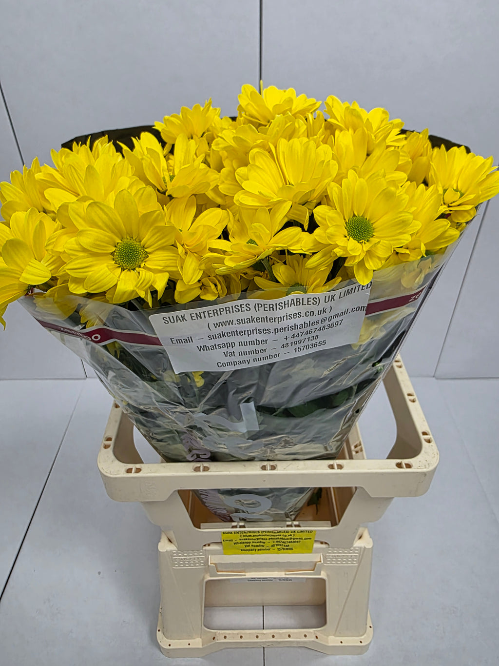Farm Fresh Spray Chrysanthemum T Celebrate (Bunch of 5 stems, Length 70cm) (PACK OF 2)
