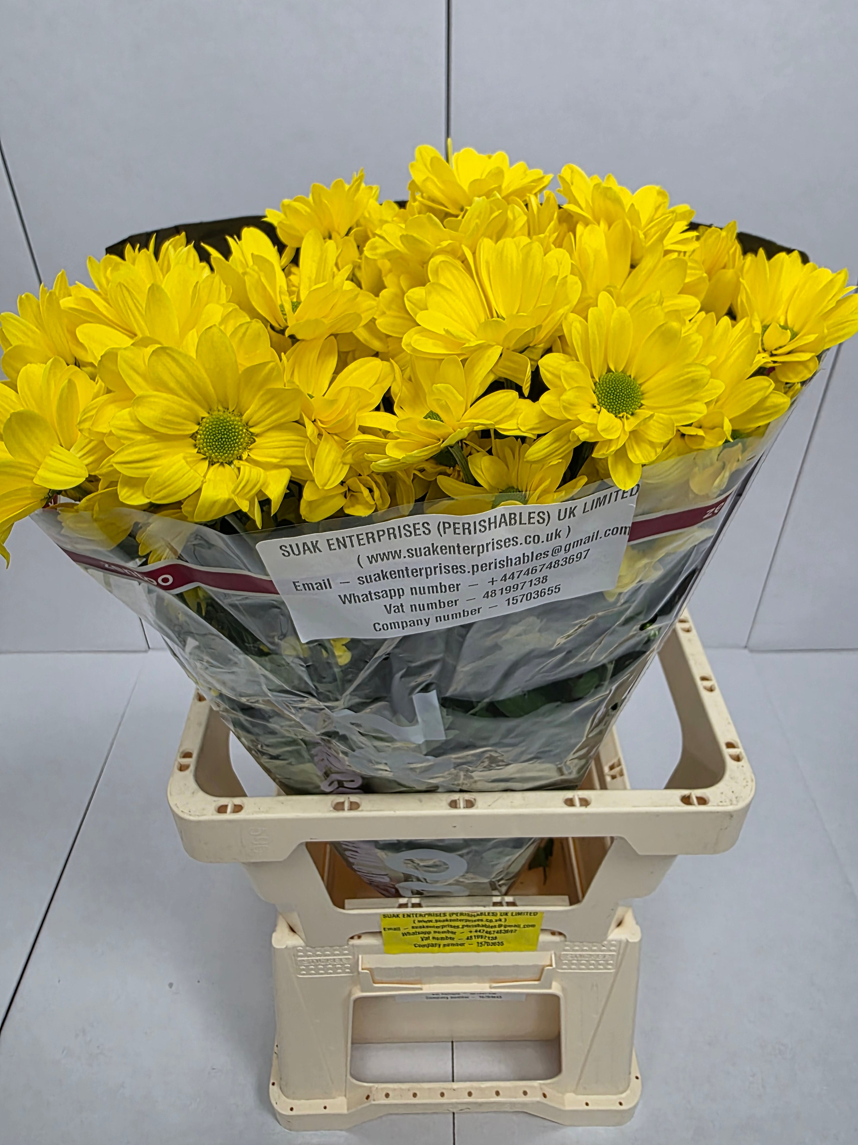 Farm Fresh Spray Chrysanthemum T Celebrate (Bunch of 5 stems, Length 70cm) (PACK OF 2)