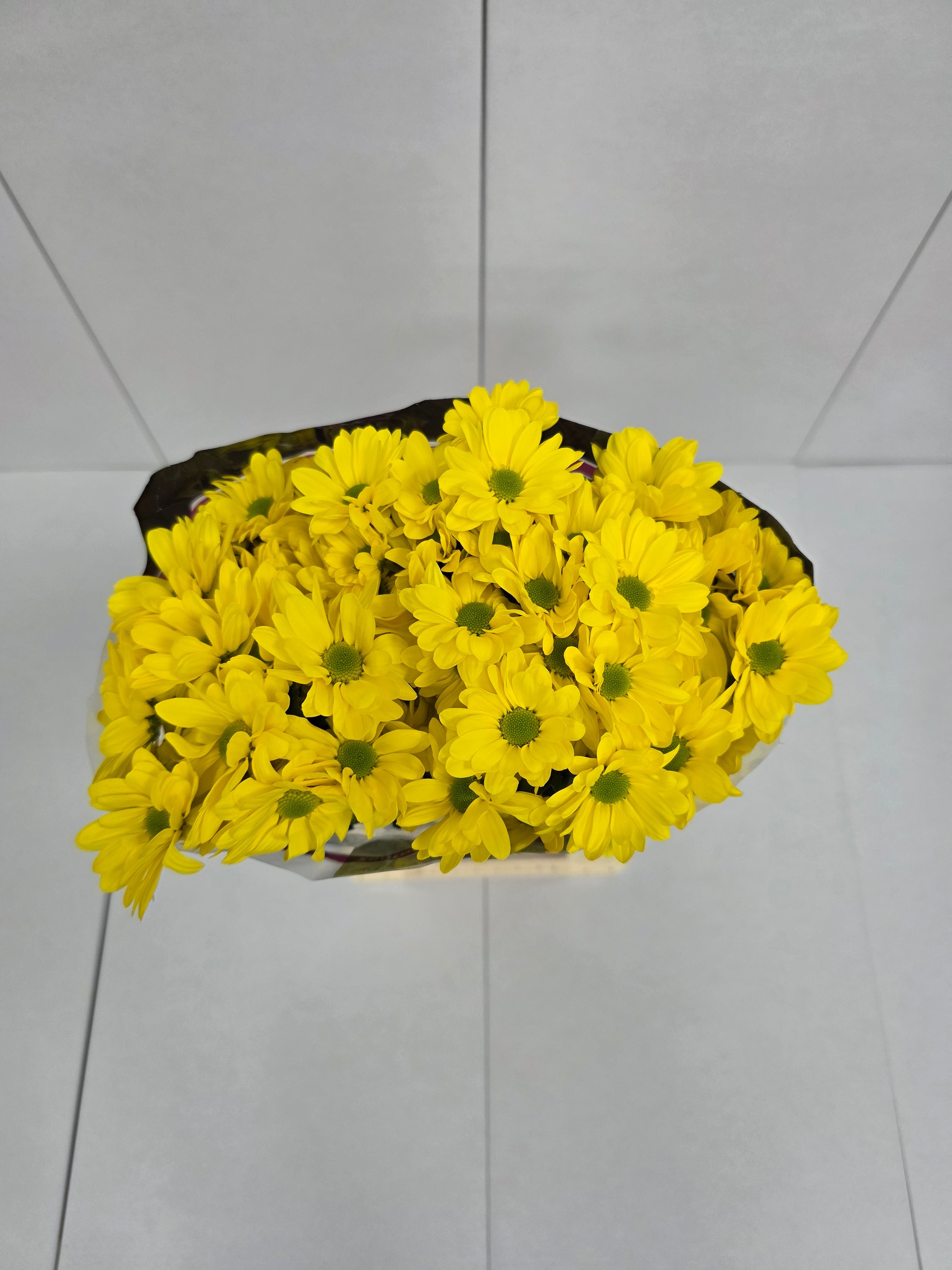 Farm Fresh Spray Chrysanthemum T Celebrate (Bunch of 5 stems, Length 70cm) (PACK OF 2)