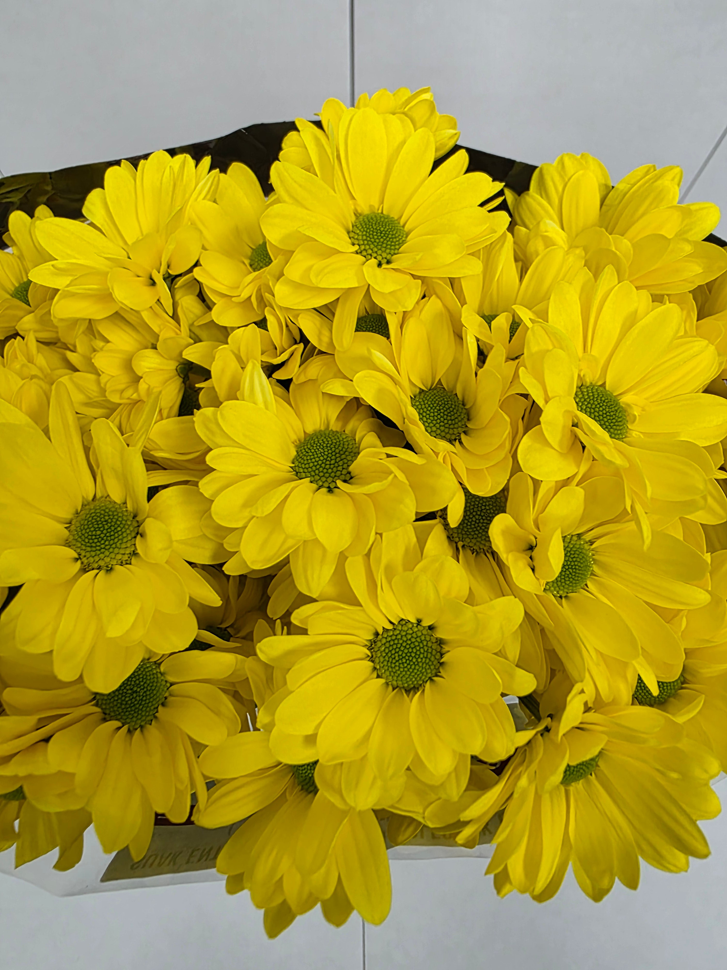 Farm Fresh Spray Chrysanthemum T Celebrate (Bunch of 5 stems, Length 70cm) (PACK OF 2)