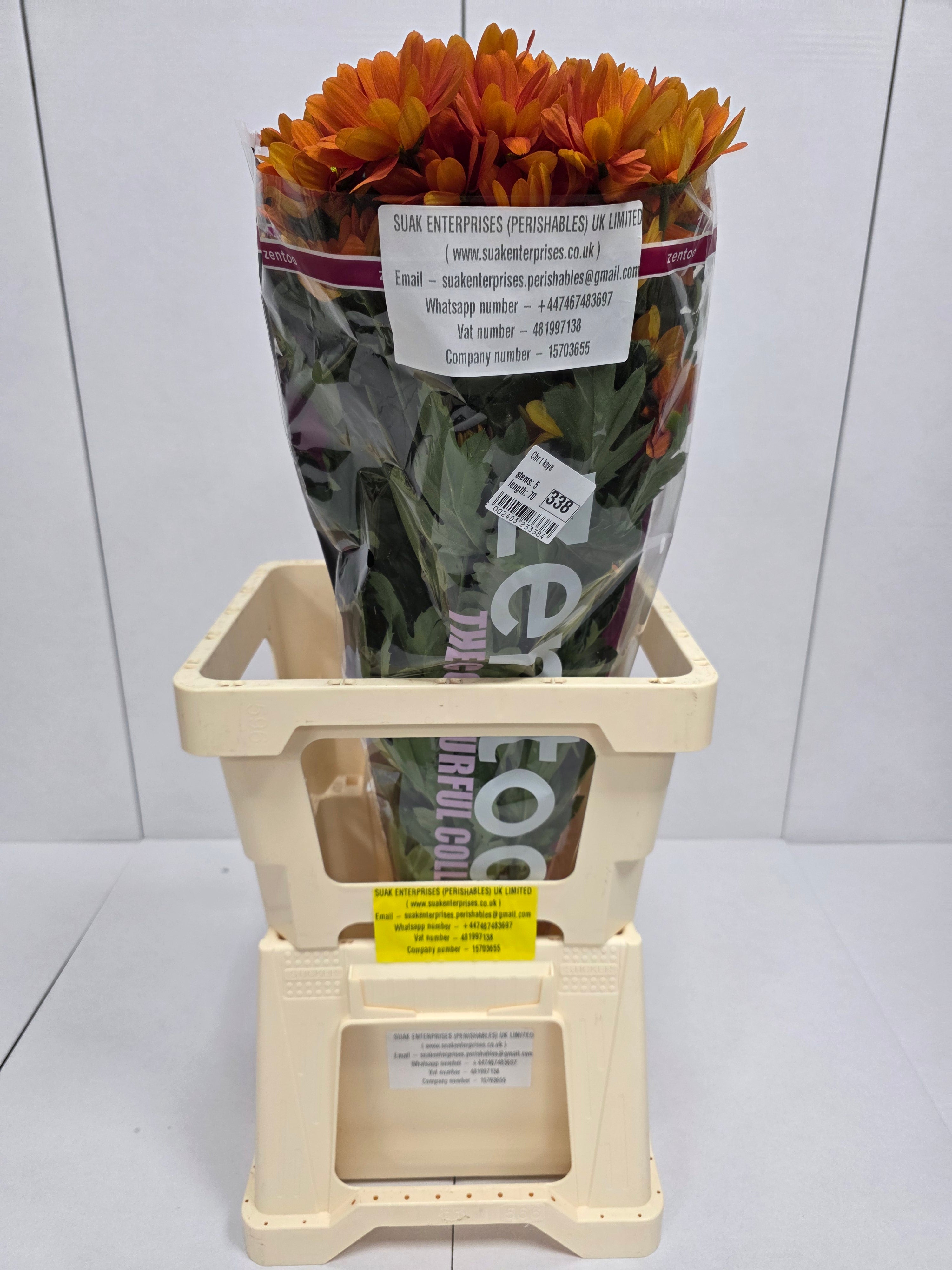 Farm Fresh Spray Chrysanthemum T Kaya (Bunch of 5 stems, Length 70cm) (PACK OF 2)