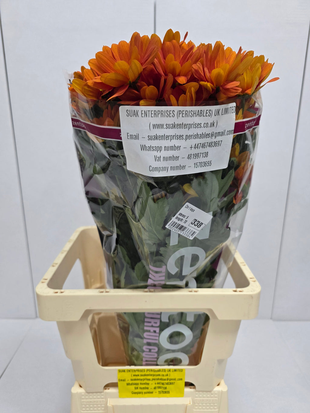 Farm Fresh Spray Chrysanthemum T Kaya (Bunch of 5 stems, Length 70cm) (PACK OF 2)