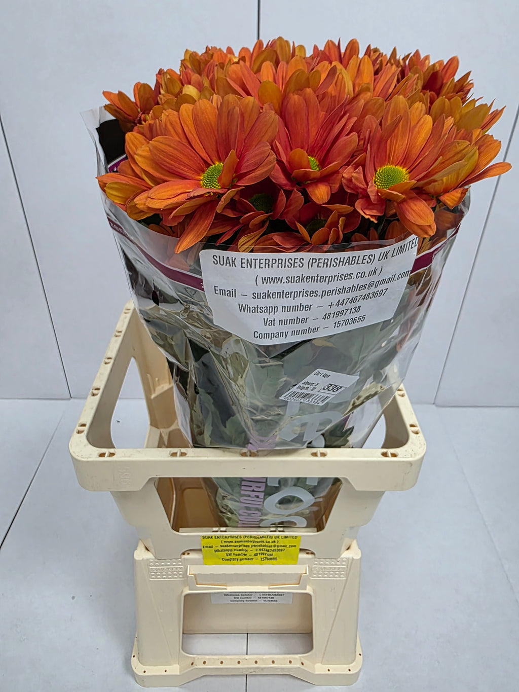 Farm Fresh Spray Chrysanthemum T Kaya (Bunch of 5 stems, Length 70cm) (PACK OF 2)