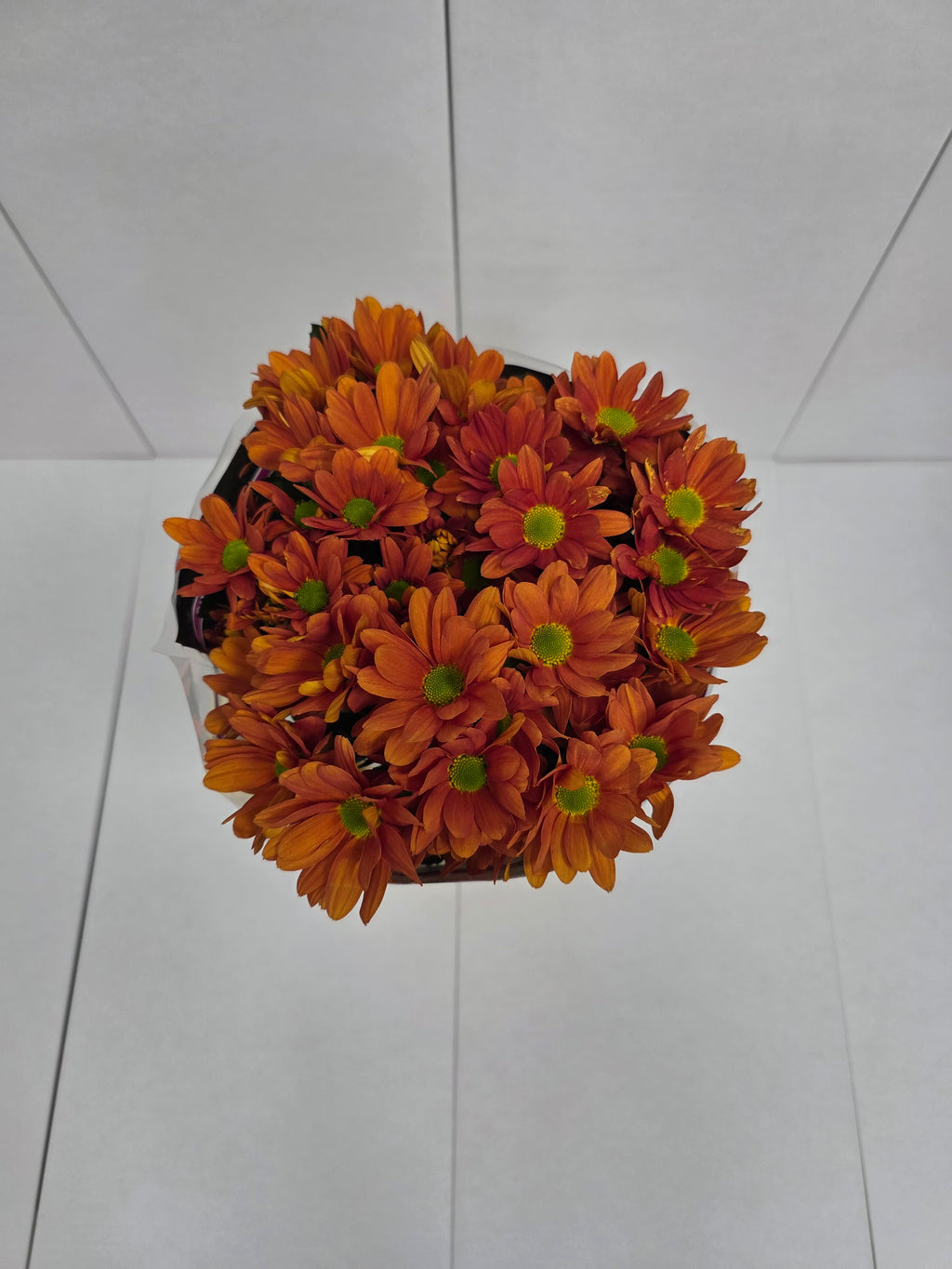 Farm Fresh Spray Chrysanthemum T Kaya (Bunch of 5 stems, Length 70cm) (PACK OF 2)