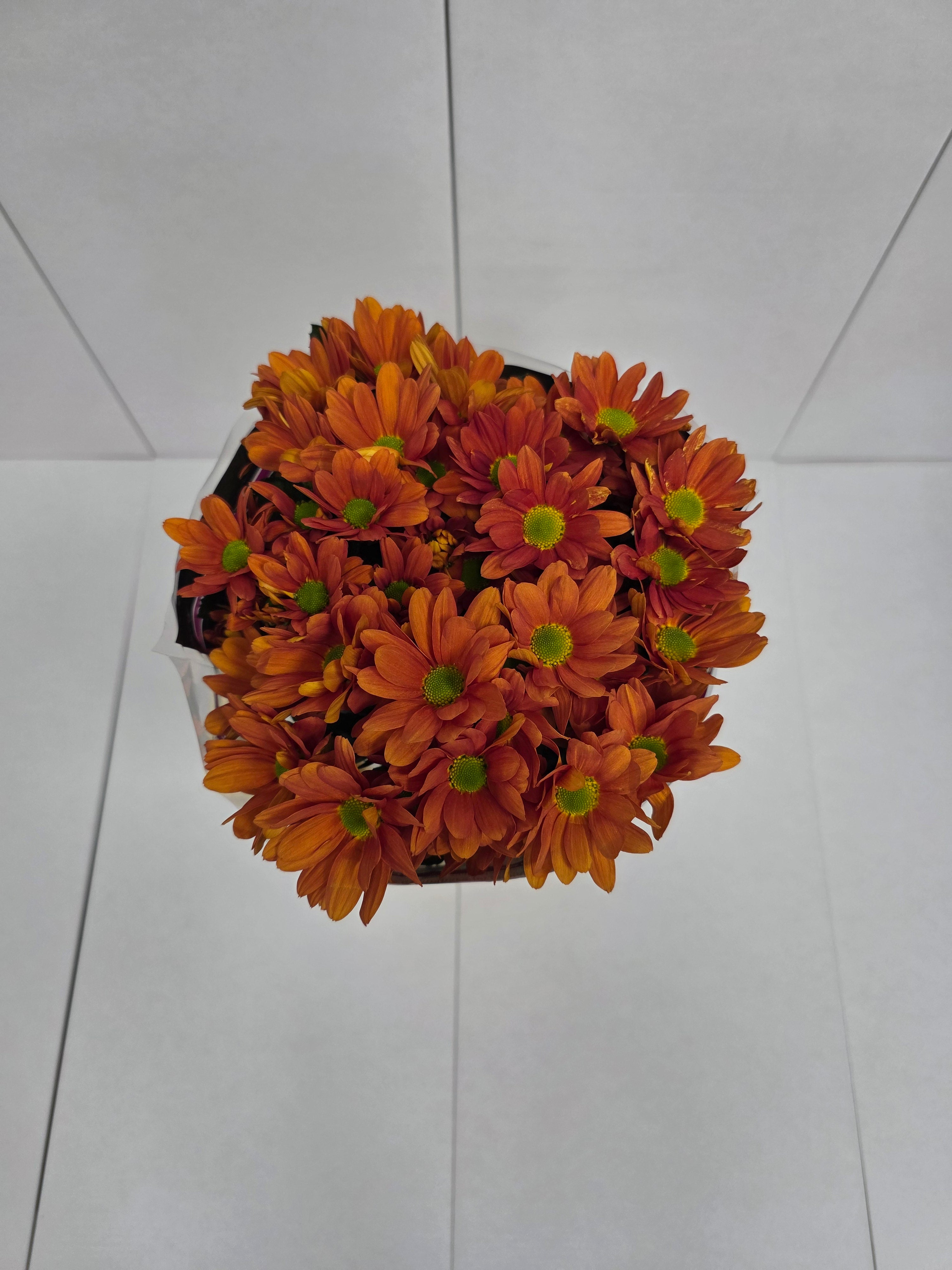 Farm Fresh Spray Chrysanthemum T Kaya (Bunch of 5 stems, Length 70cm) (PACK OF 2)