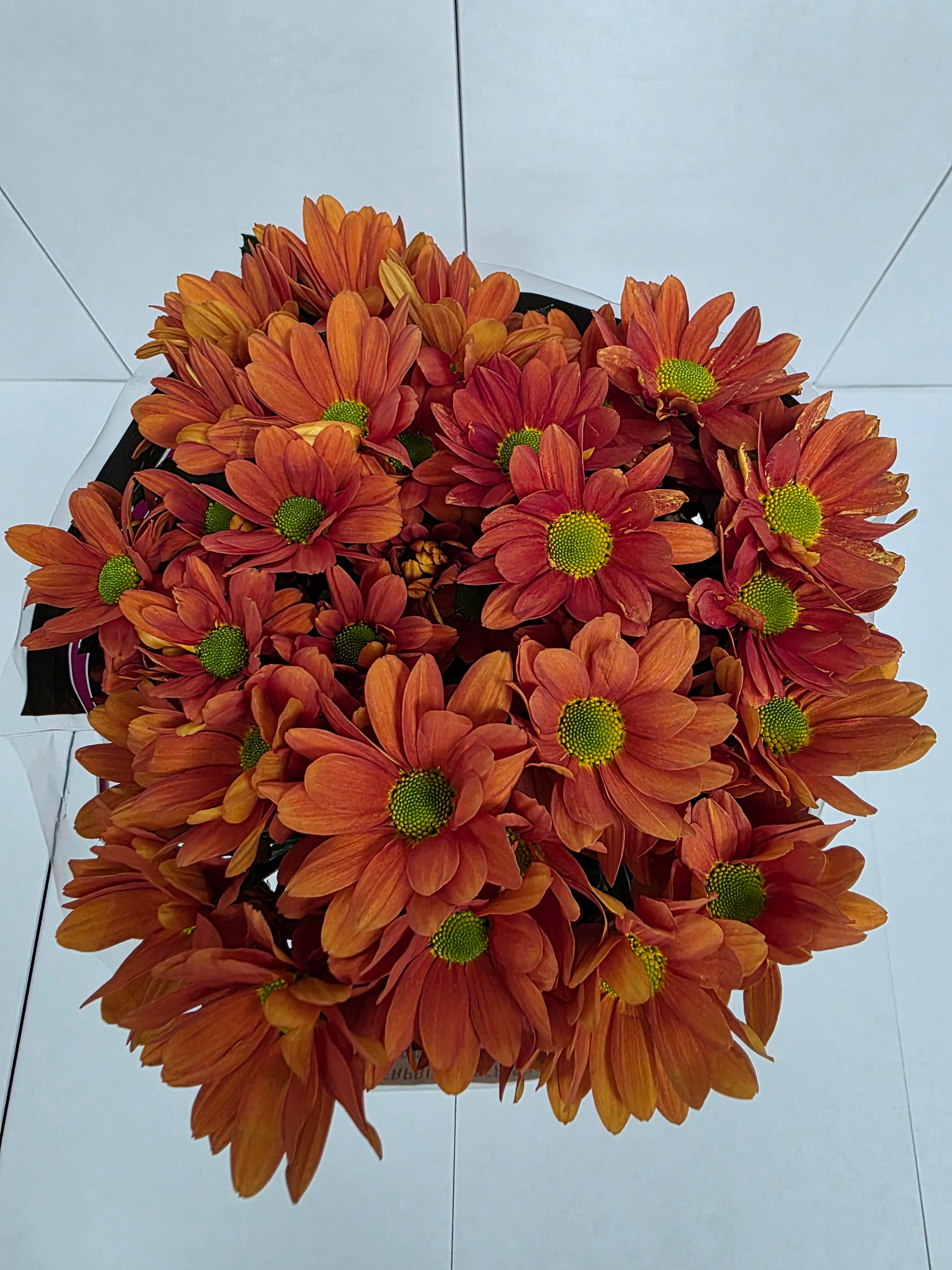 Farm Fresh Spray Chrysanthemum T Kaya (Bunch of 5 stems, Length 70cm) (PACK OF 2)