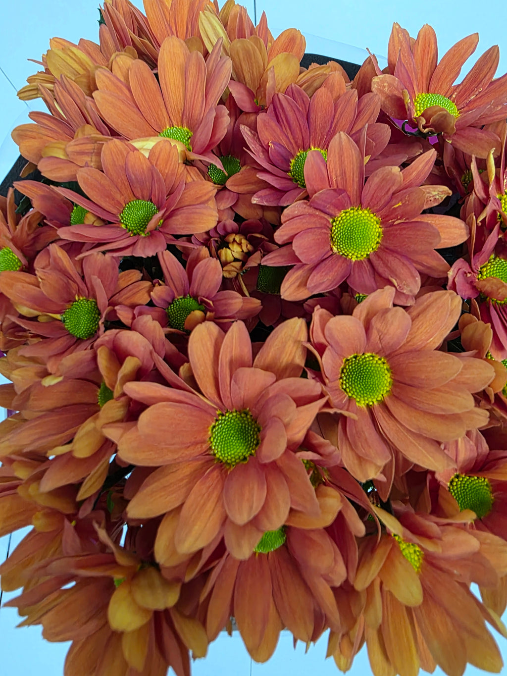 Farm Fresh Spray Chrysanthemum T Kaya (Bunch of 5 stems, Length 70cm) (PACK OF 2)