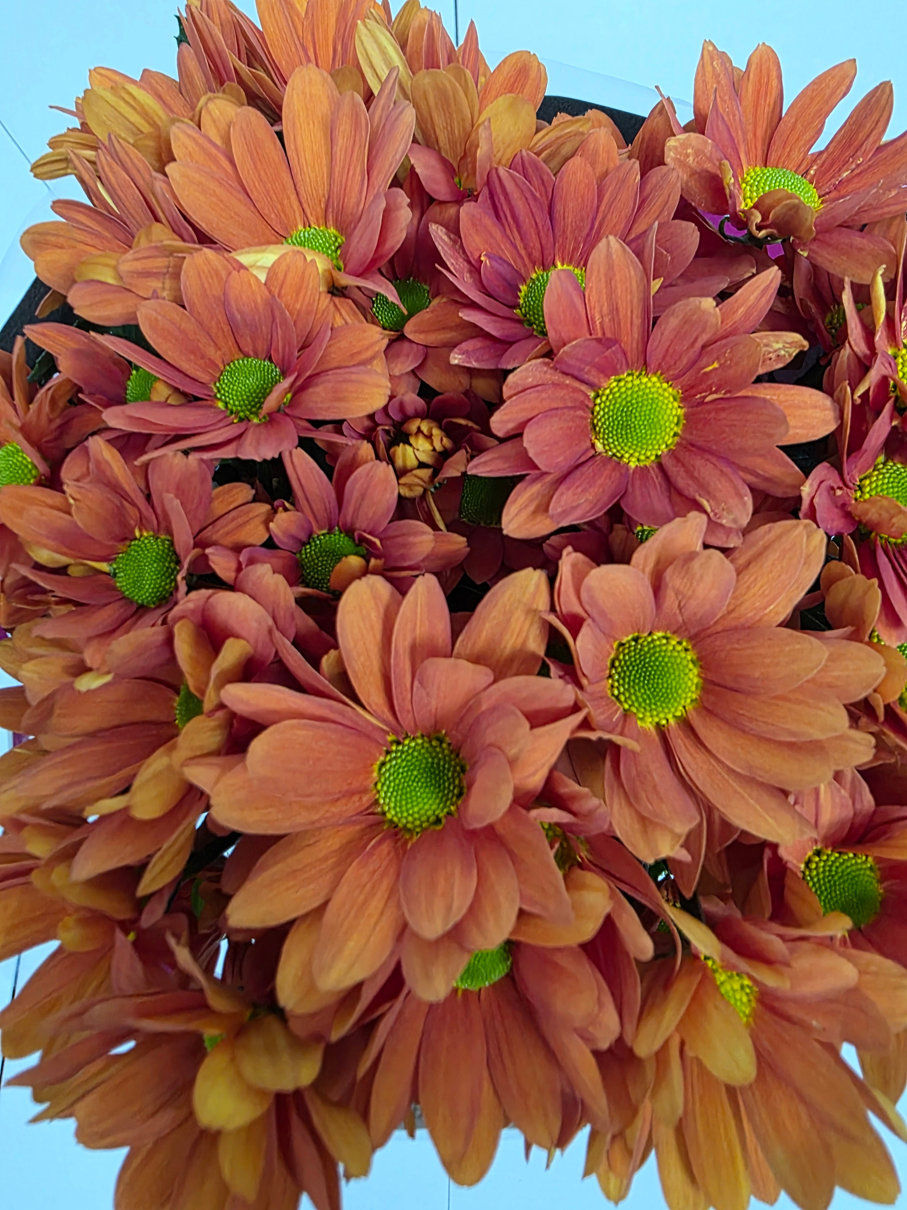 Farm Fresh Spray Chrysanthemum T Kaya (Bunch of 5 stems, Length 70cm) (PACK OF 2)