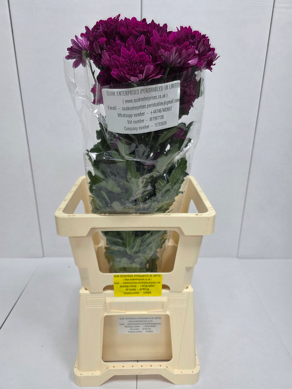 Farm Fresh Spray Chrysanthemum T Lamira (Bunch of 5 stems, Length 70cm) (PACK OF 2)