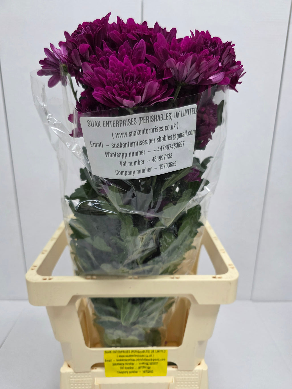 Farm Fresh Spray Chrysanthemum T Lamira (Bunch of 5 stems, Length 70cm) (PACK OF 2)