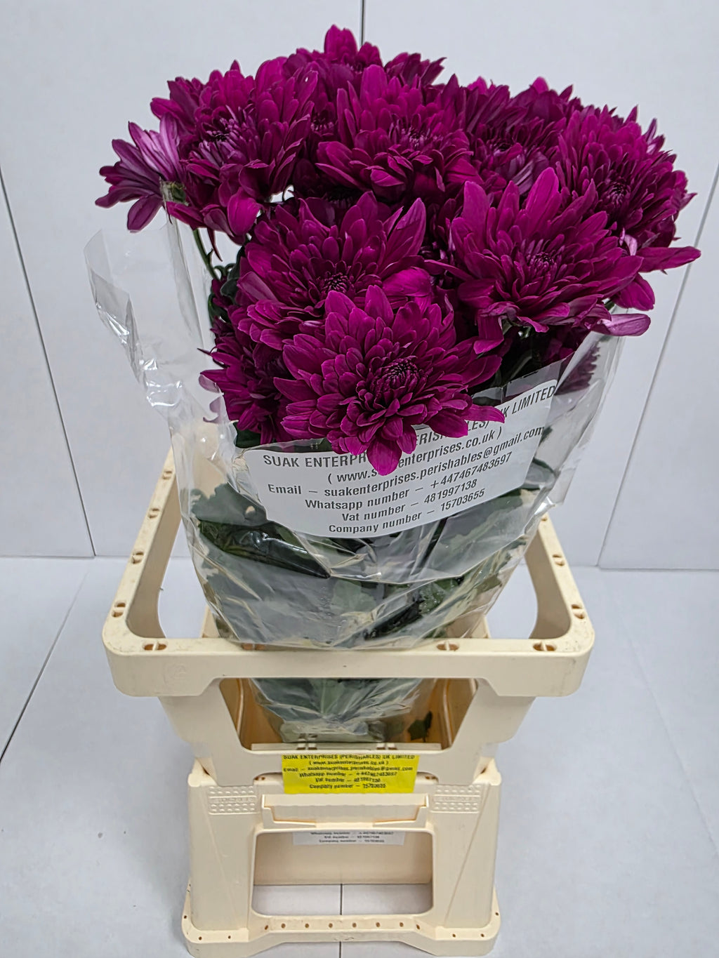 Farm Fresh Spray Chrysanthemum T Lamira (Bunch of 5 stems, Length 70cm) (PACK OF 2)