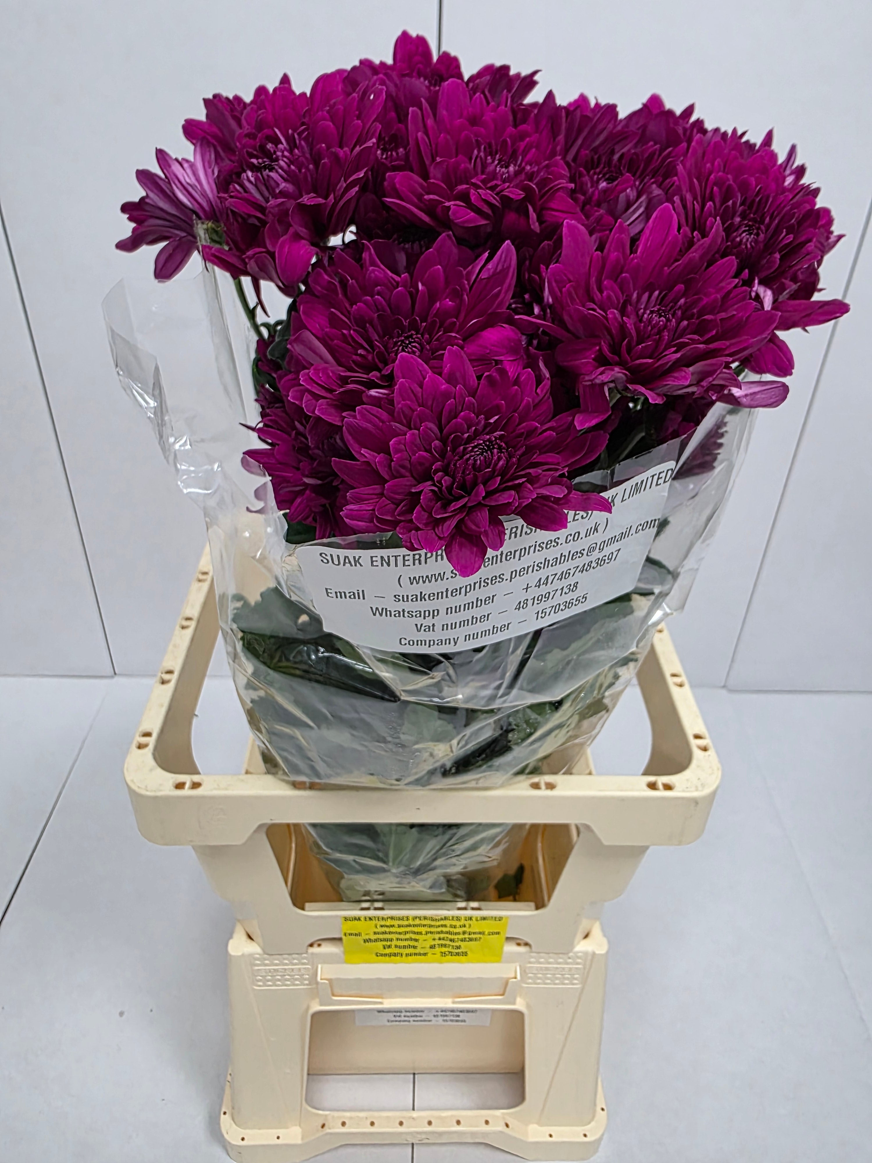 Farm Fresh Spray Chrysanthemum T Lamira (Bunch of 5 stems, Length 70cm) (PACK OF 2)