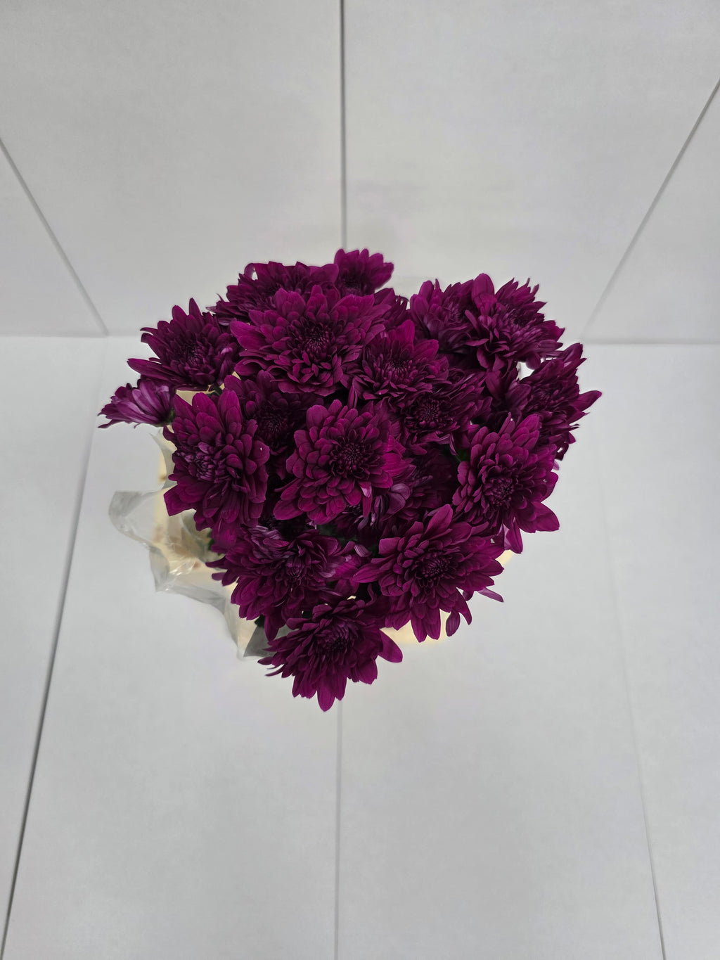 Farm Fresh Spray Chrysanthemum T Lamira (Bunch of 5 stems, Length 70cm) (PACK OF 2)