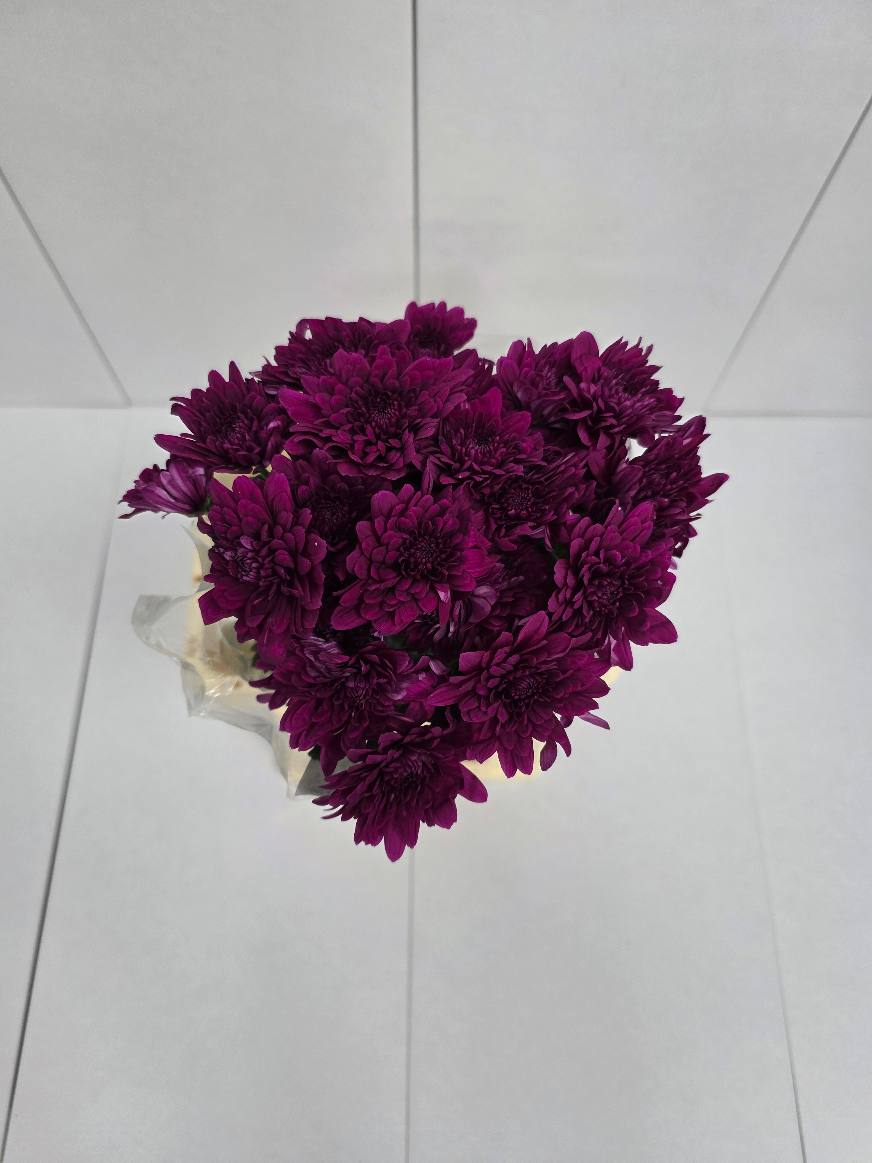 Farm Fresh Spray Chrysanthemum T Lamira (Bunch of 5 stems, Length 70cm) (PACK OF 2)