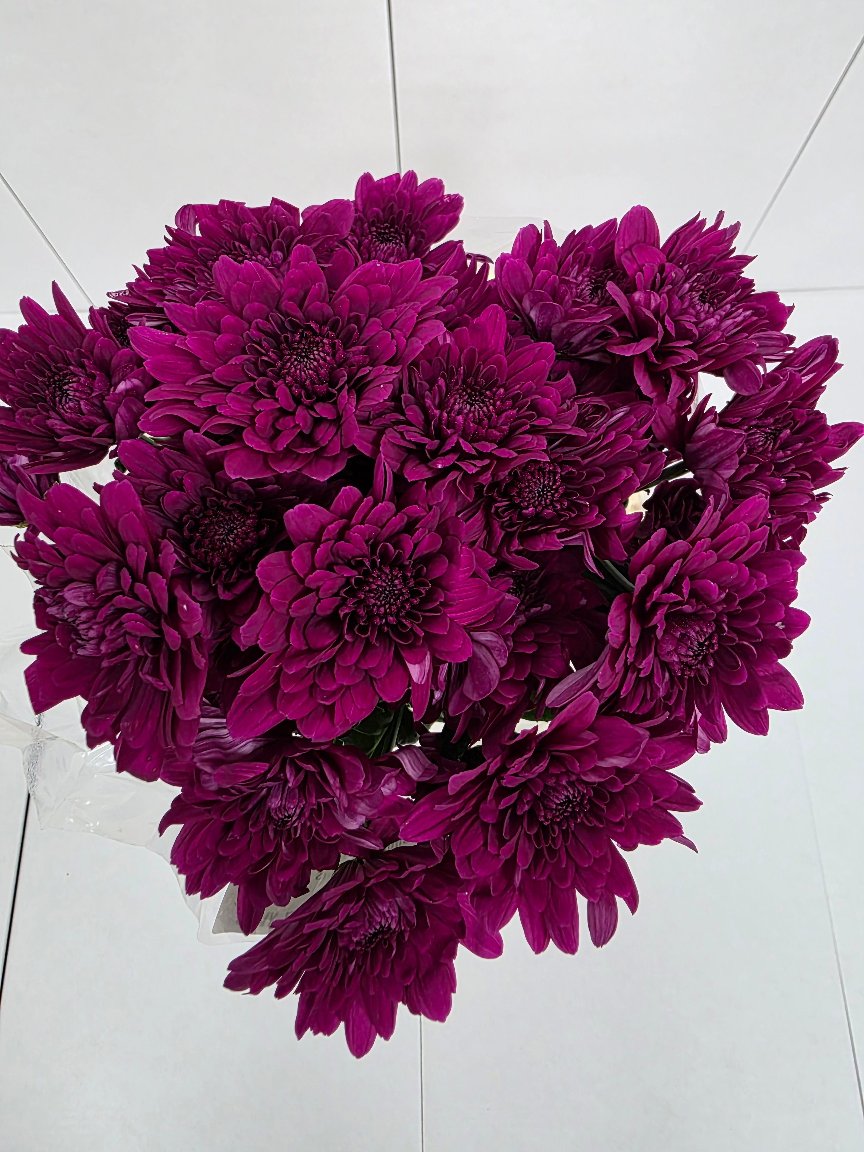 Farm Fresh Spray Chrysanthemum T Lamira (Bunch of 5 stems, Length 70cm) (PACK OF 2)