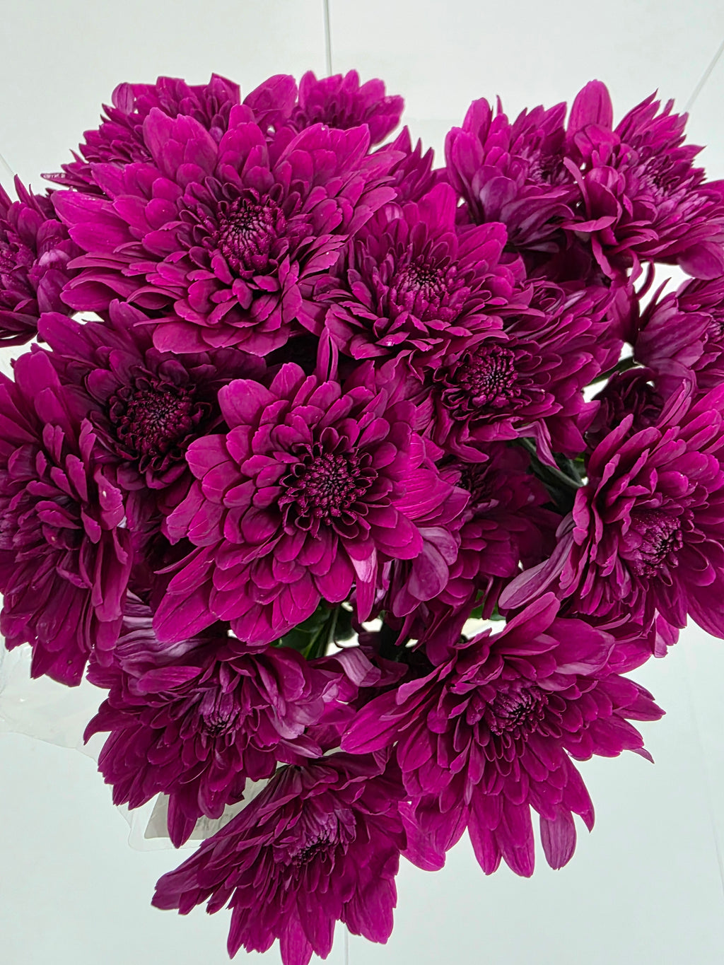 Farm Fresh Spray Chrysanthemum T Lamira (Bunch of 5 stems, Length 70cm) (PACK OF 2)