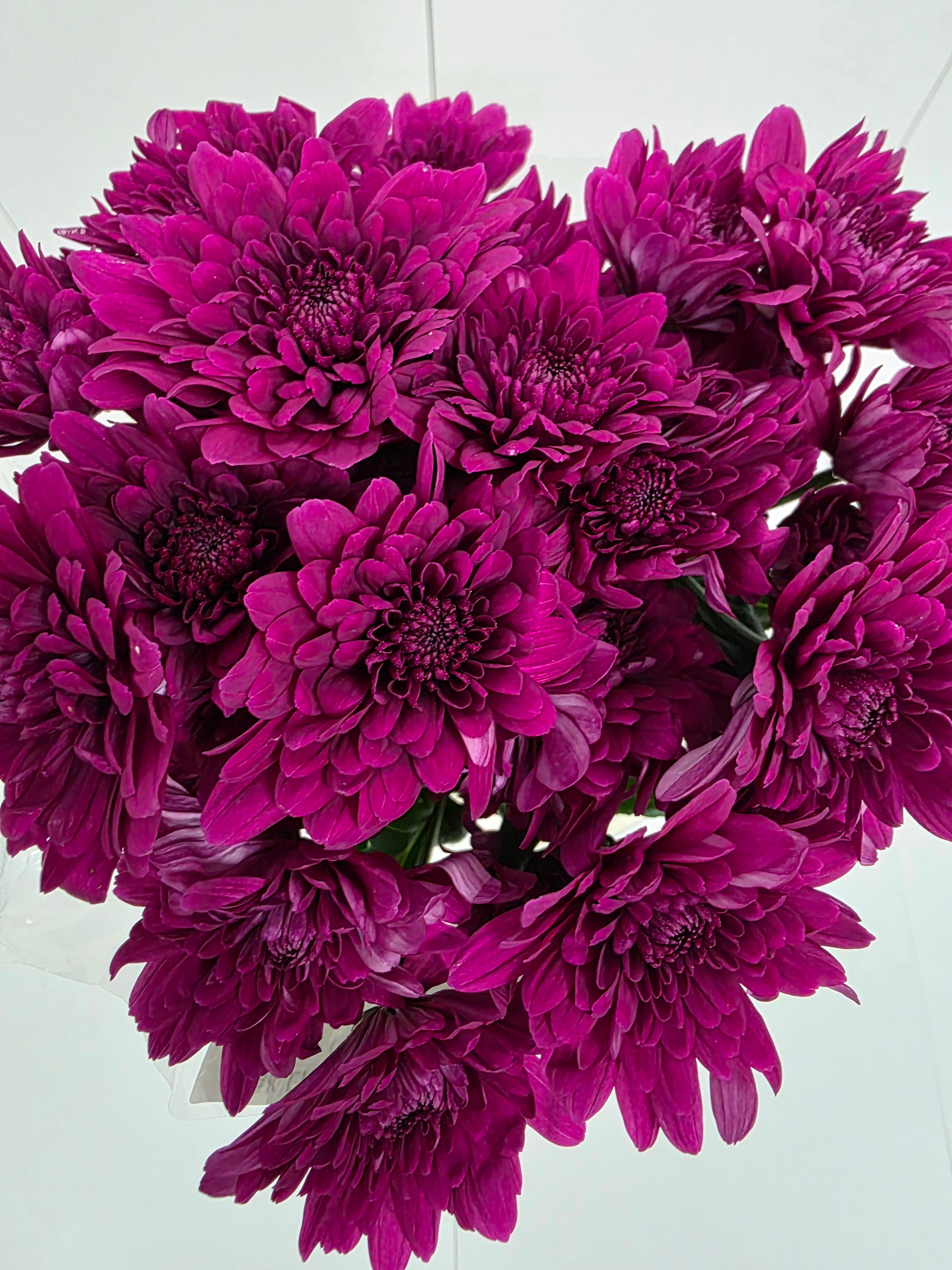 Farm Fresh Spray Chrysanthemum T Lamira (Bunch of 5 stems, Length 70cm) (PACK OF 2)