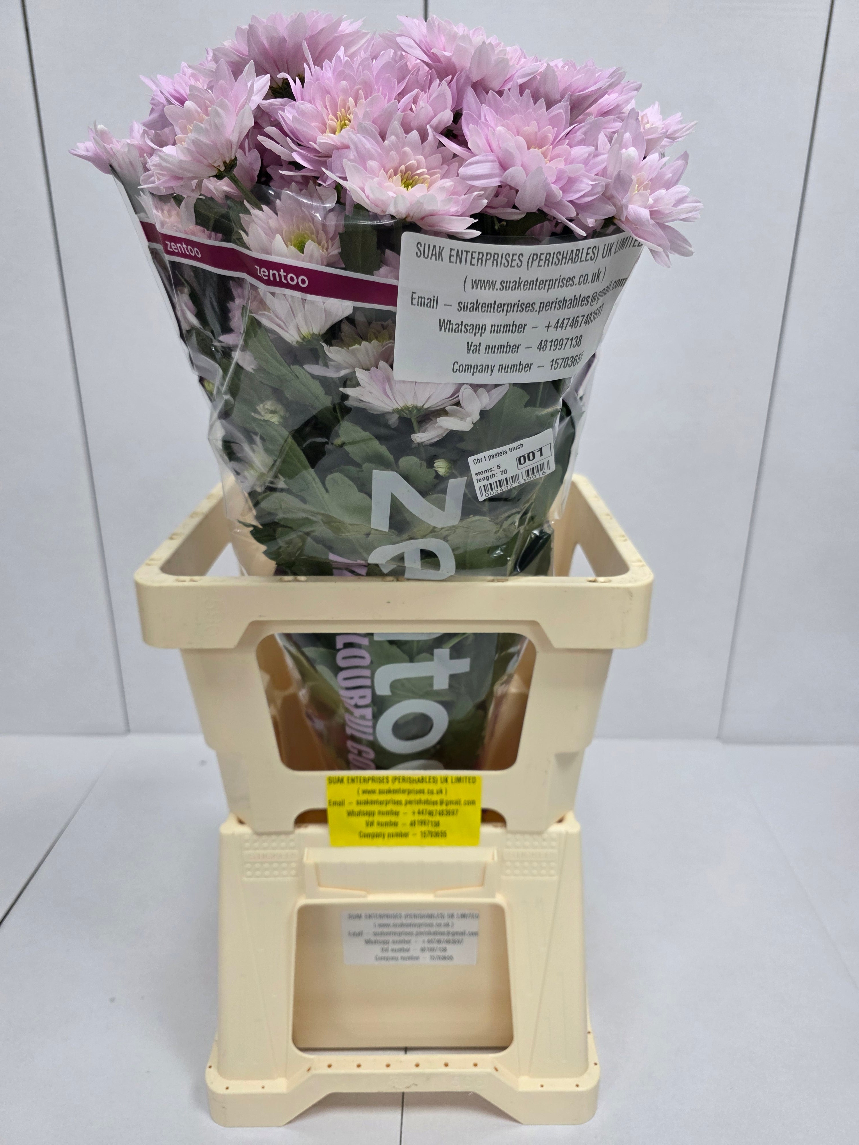 Farm Fresh Spray Chrysanthemum T Pastela Blush (Bunch of 5 stems, Length 70cm) (PACK OF 2)