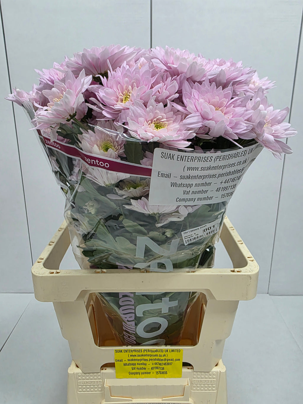 Farm Fresh Spray Chrysanthemum T Pastela Blush (Bunch of 5 stems, Length 70cm) (PACK OF 2)