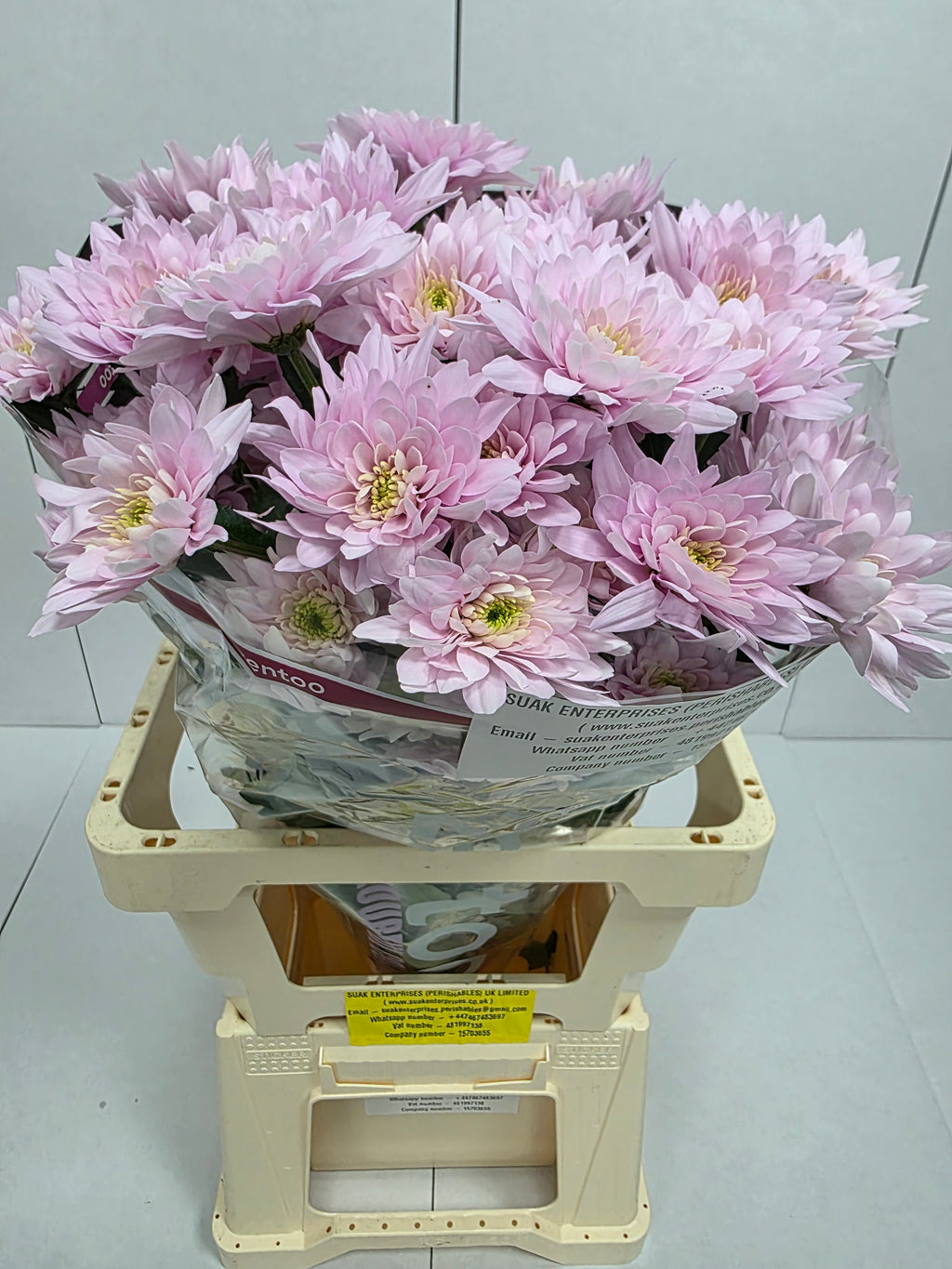 Farm Fresh Spray Chrysanthemum T Pastela Blush (Bunch of 5 stems, Length 70cm) (PACK OF 2)