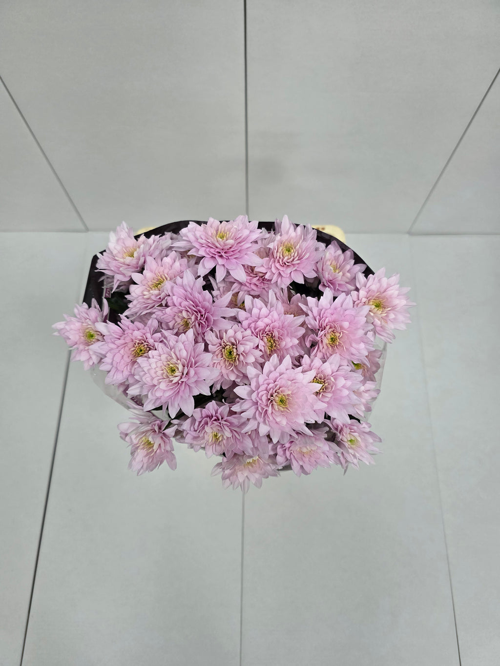 Farm Fresh Spray Chrysanthemum T Pastela Blush (Bunch of 5 stems, Length 70cm) (PACK OF 2)