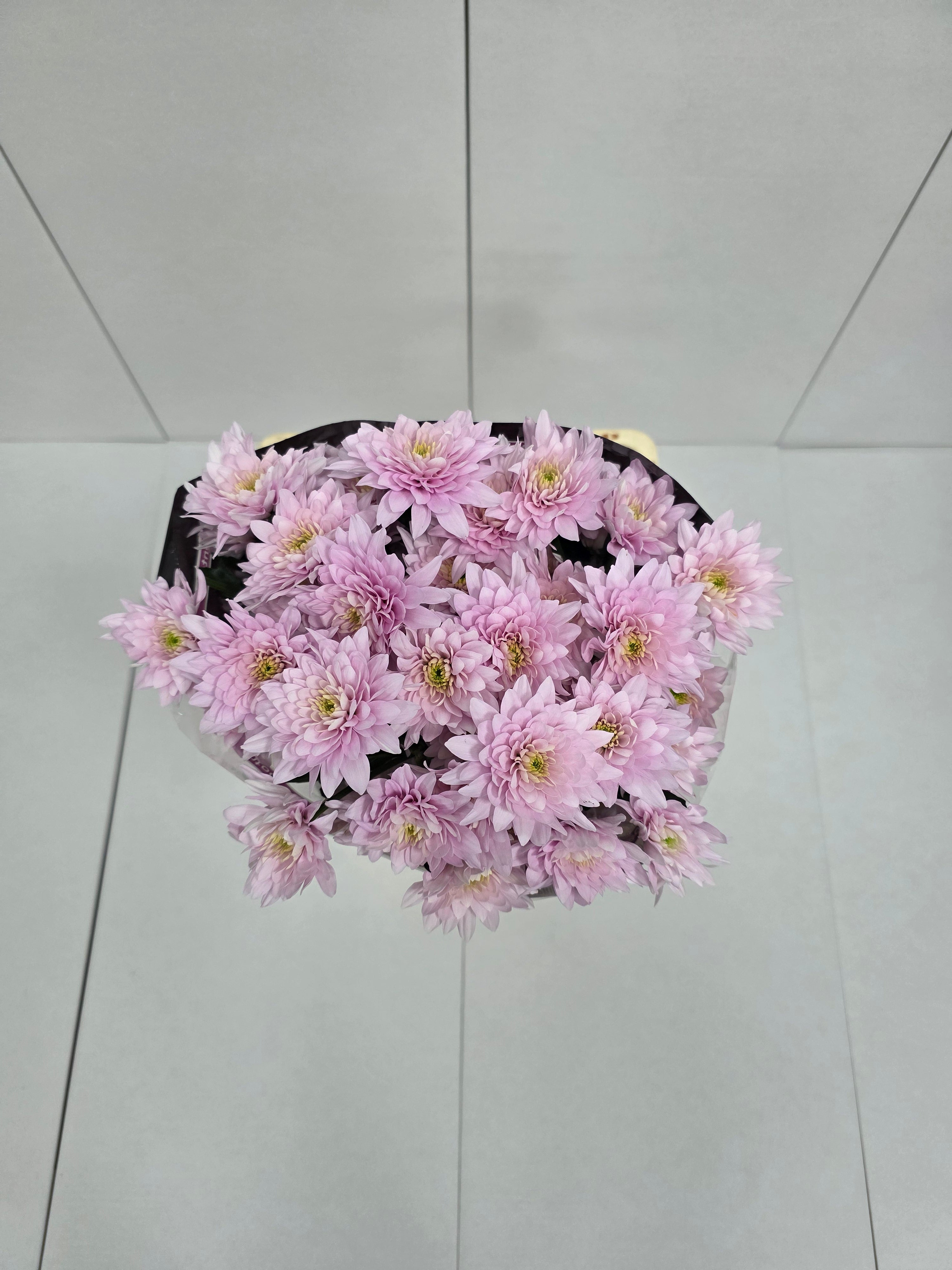 Farm Fresh Spray Chrysanthemum T Pastela Blush (Bunch of 5 stems, Length 70cm) (PACK OF 2)