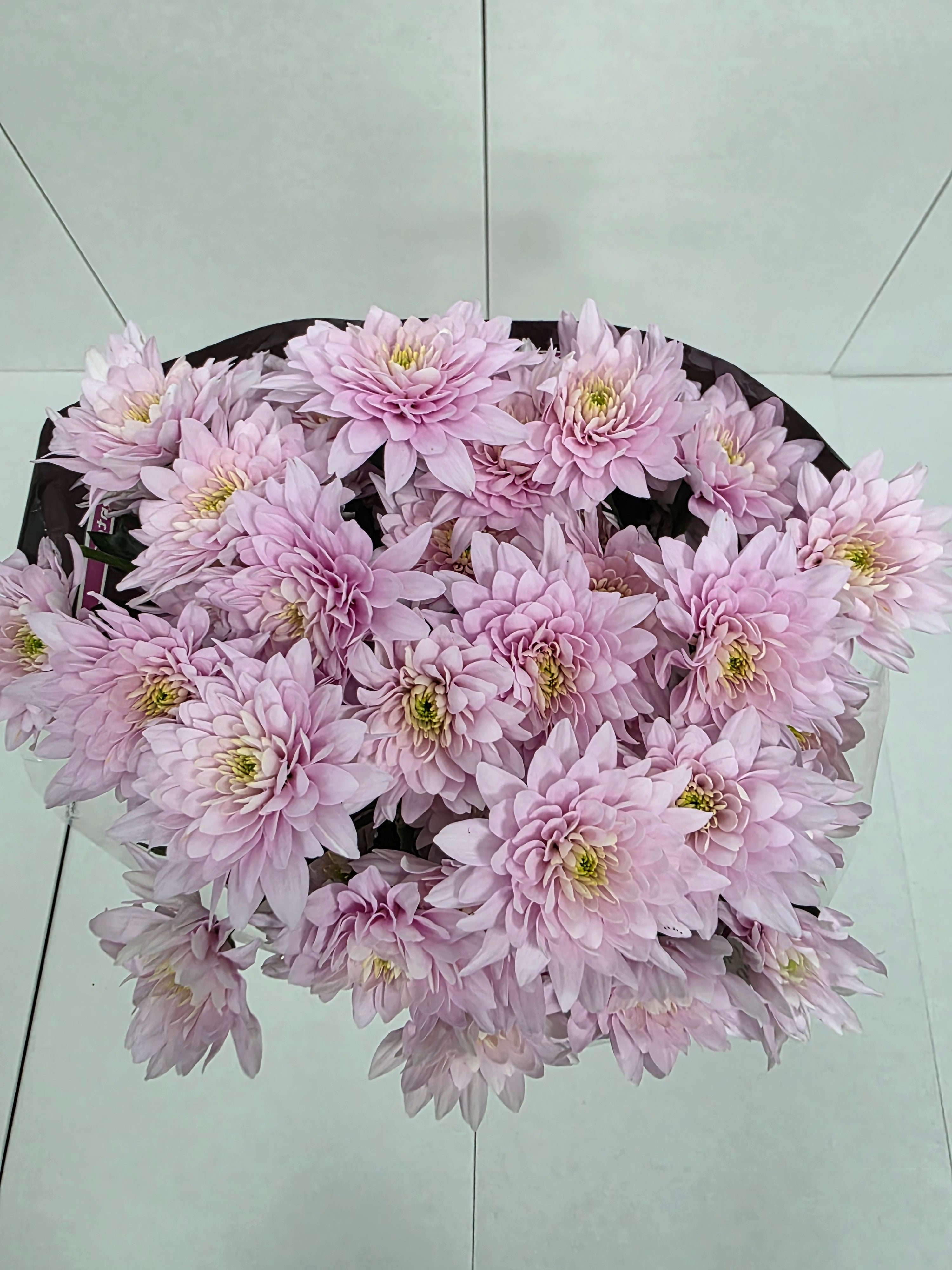 Farm Fresh Spray Chrysanthemum T Pastela Blush (Bunch of 5 stems, Length 70cm) (PACK OF 2)