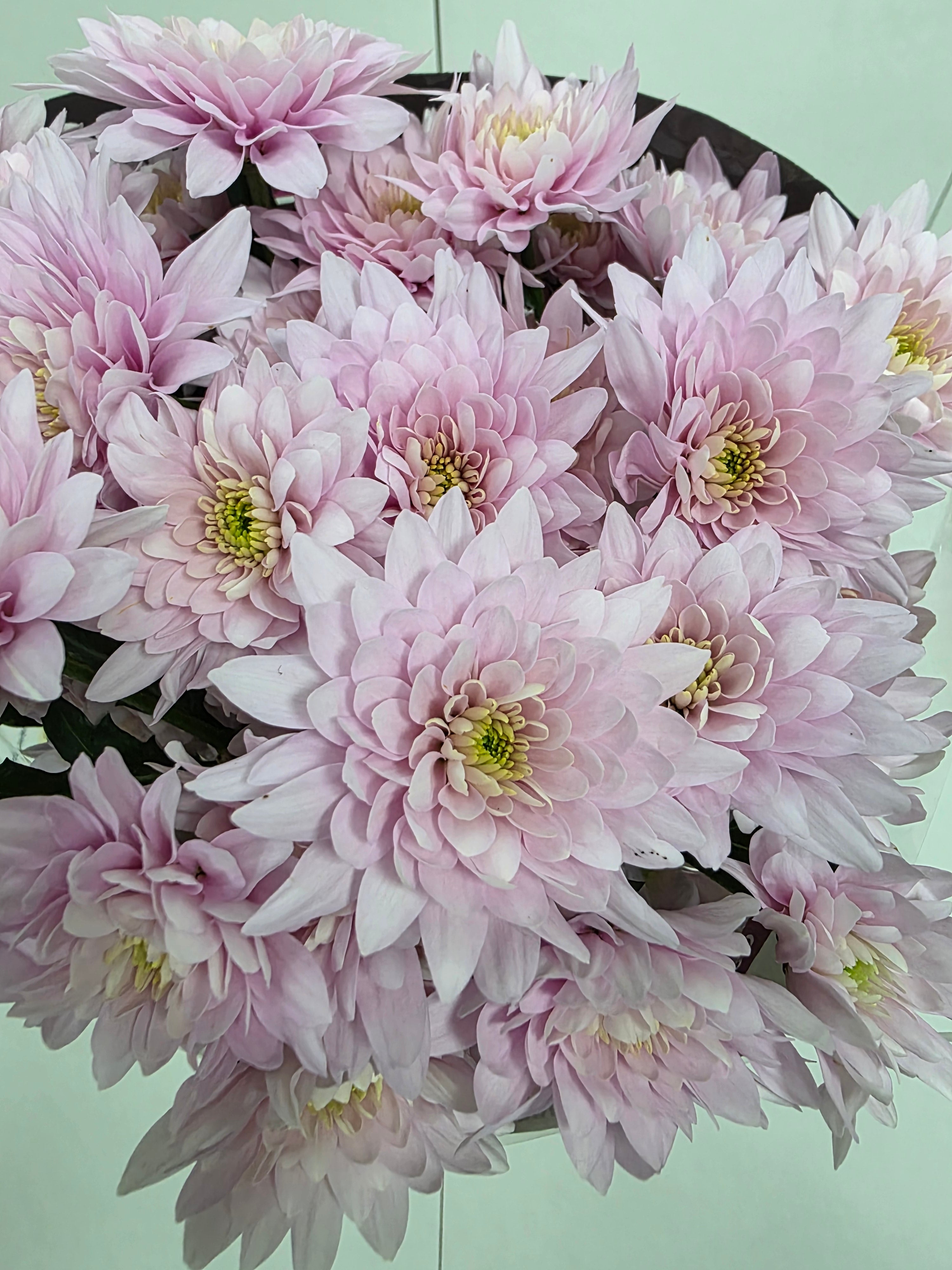 Farm Fresh Spray Chrysanthemum T Pastela Blush (Bunch of 5 stems, Length 70cm) (PACK OF 2)