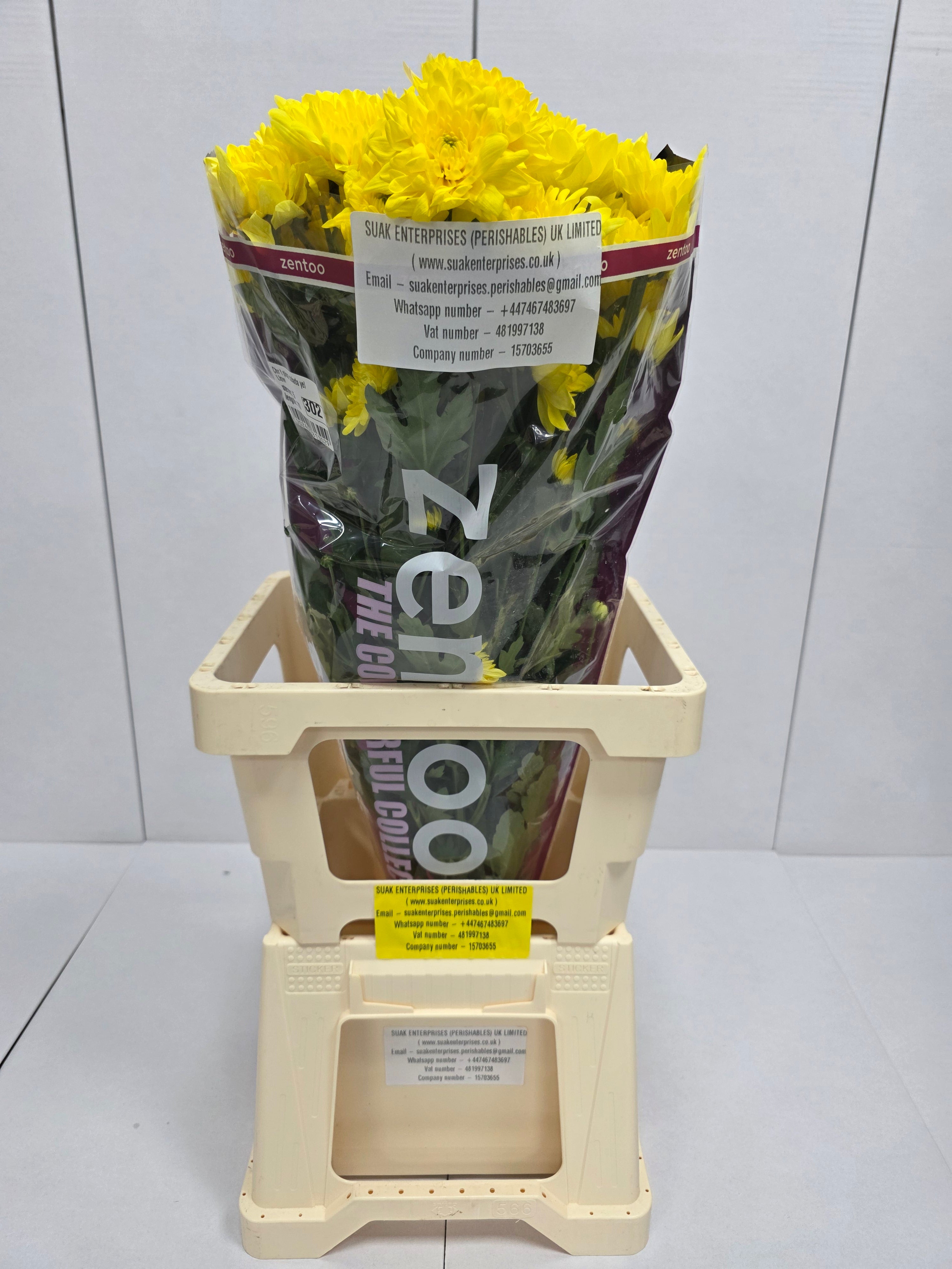 Farm Fresh Spray Chrysanthemum T Pina Colada Yellow (Bunch of 5 stems, Length 70cm) (PACK OF 2)