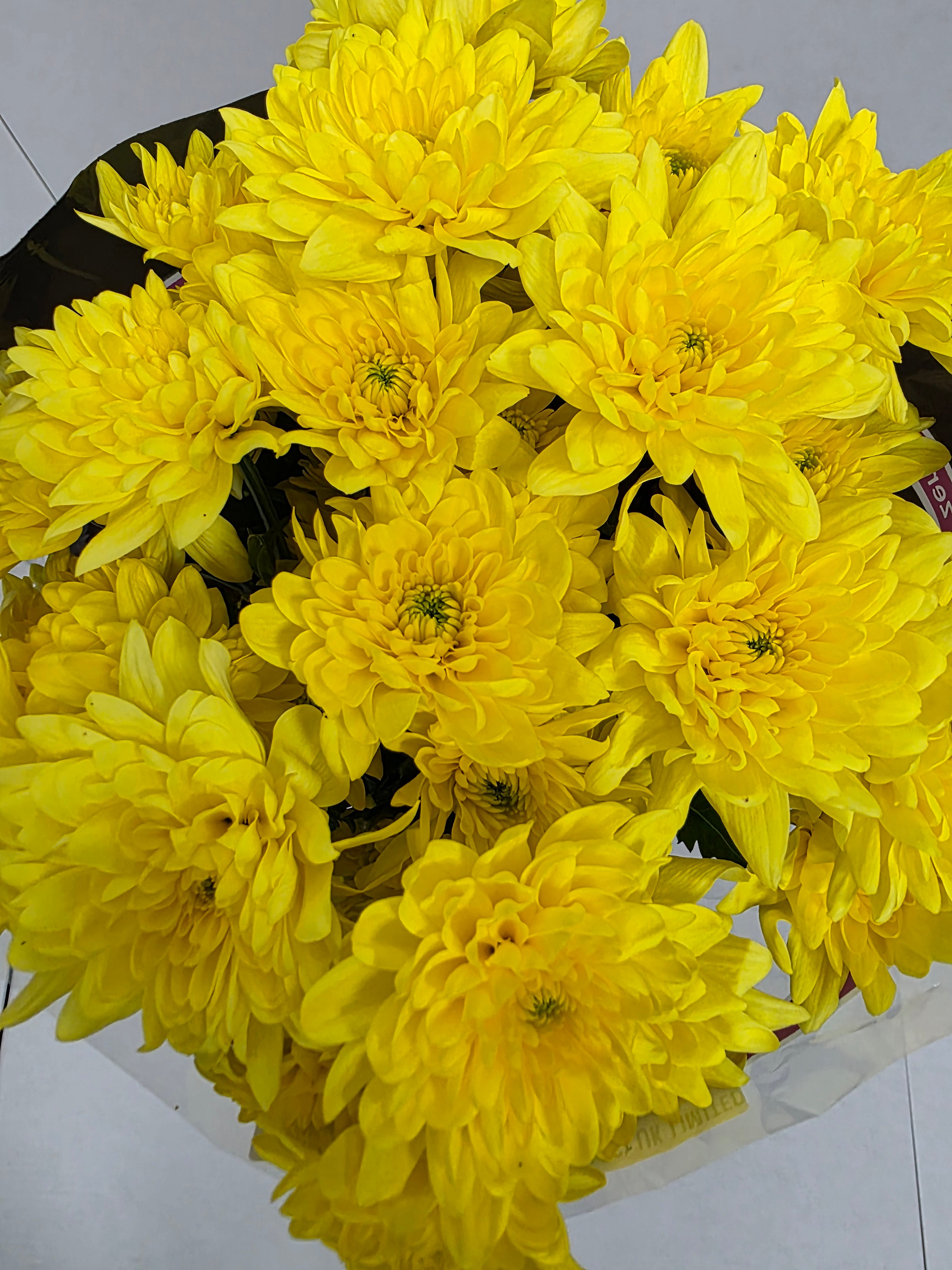 Farm Fresh Spray Chrysanthemum T Pina Colada Yellow (Bunch of 5 stems, Length 70cm) (PACK OF 2)