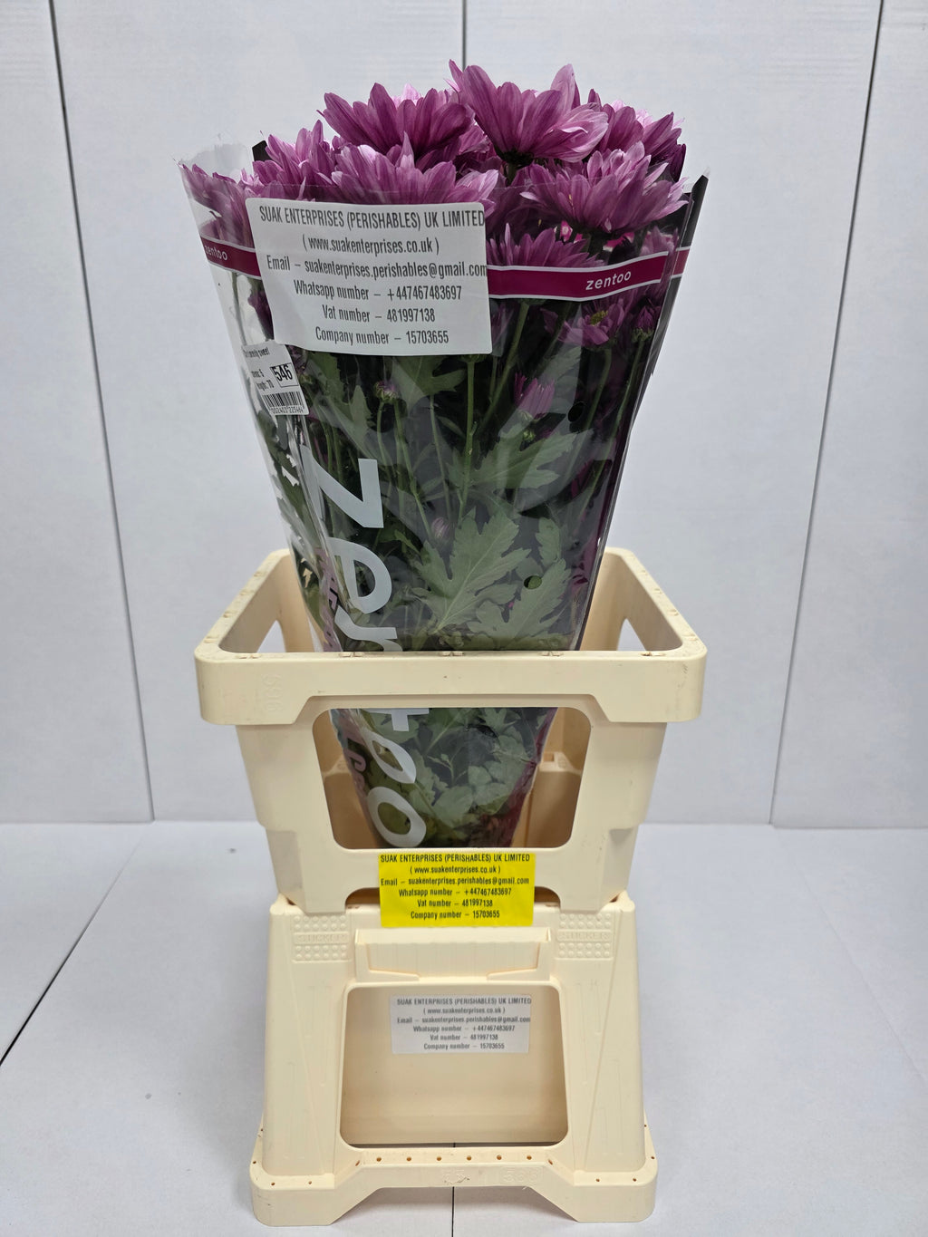 Farm Fresh Spray Chrysanthemum T Serenity Sweet (Bunch of 5 stems, Length 70cm) (PACK OF 2)