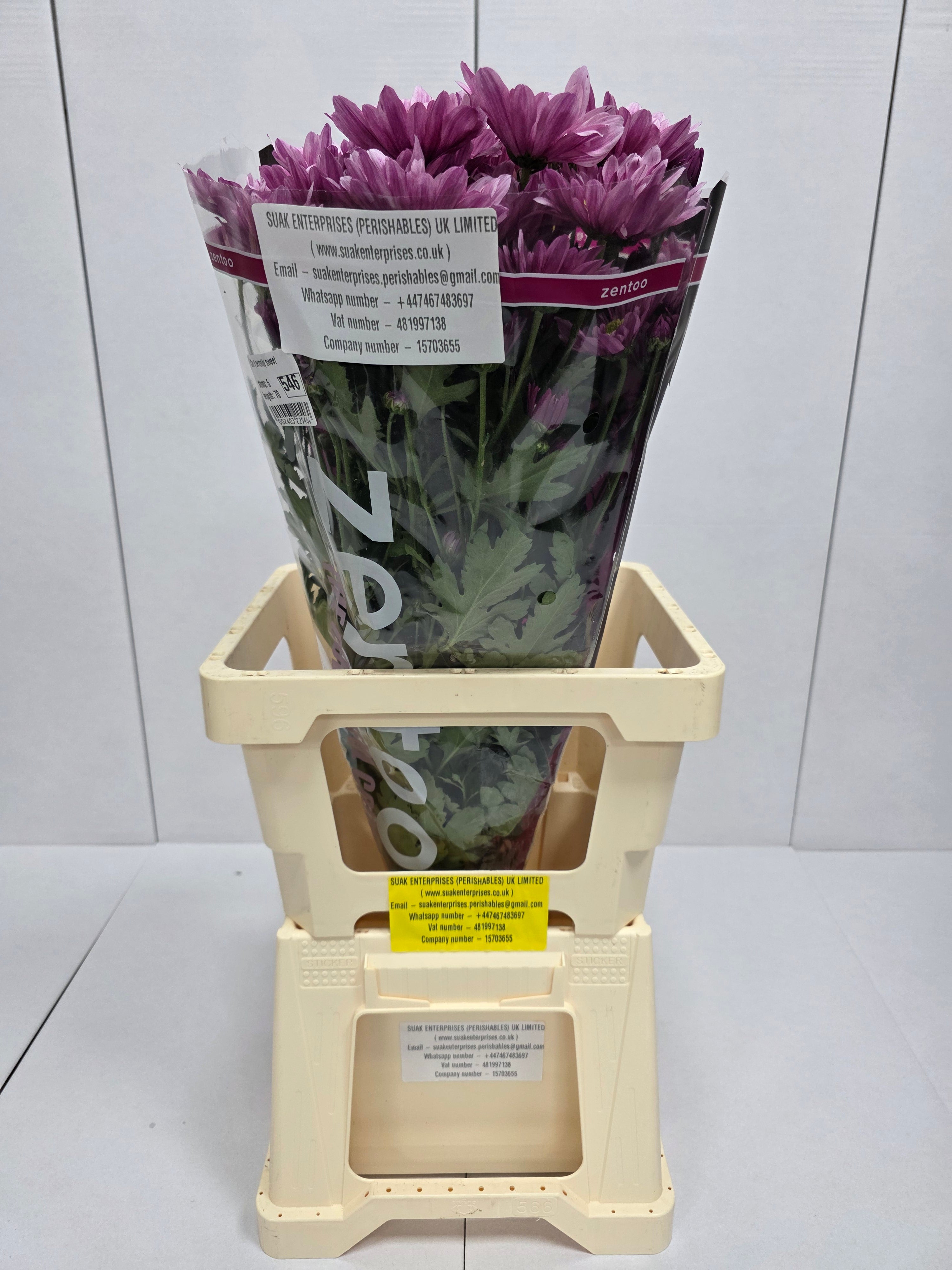 Farm Fresh Spray Chrysanthemum T Serenity Sweet (Bunch of 5 stems, Length 70cm) (PACK OF 2)