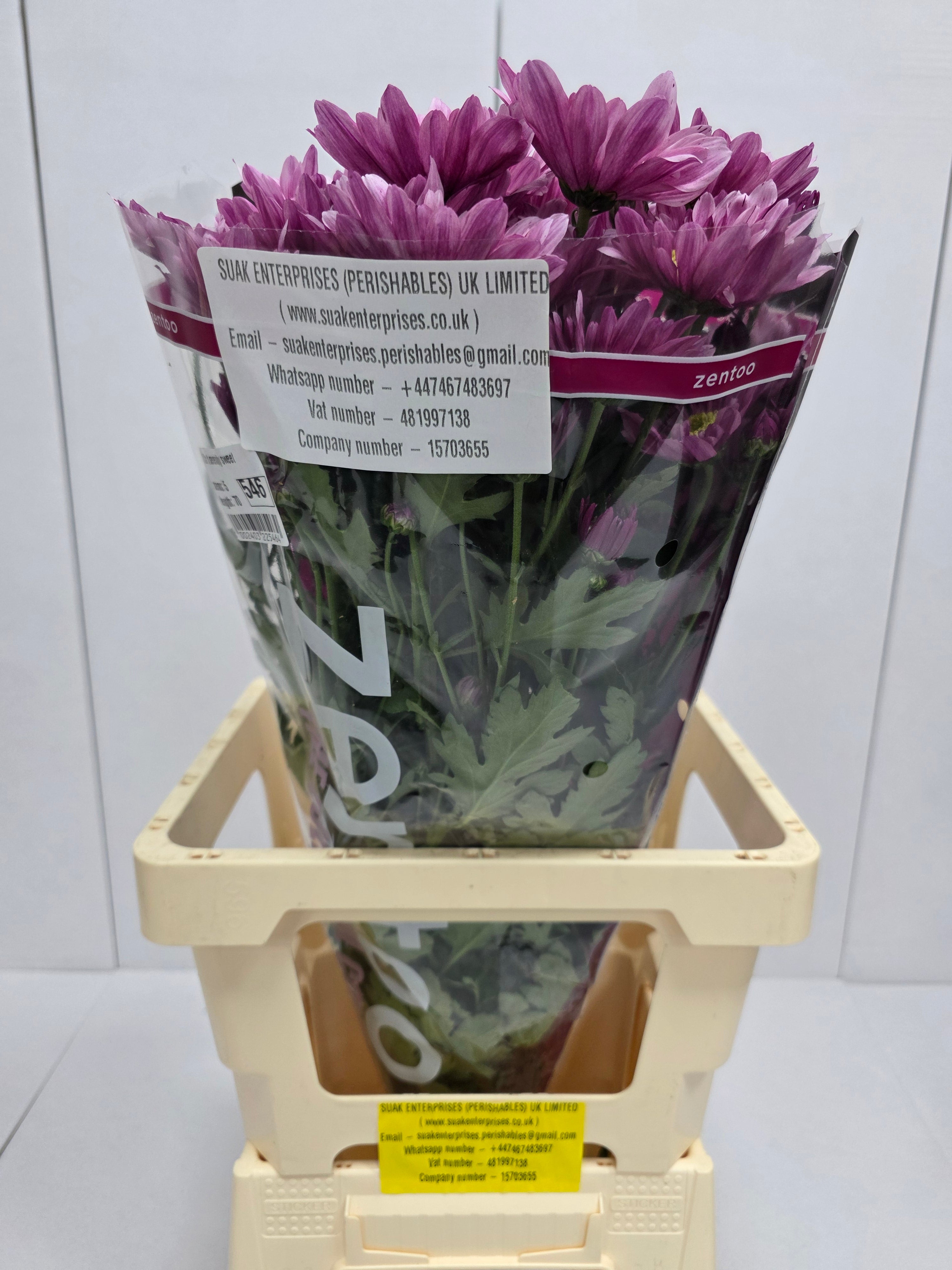 Farm Fresh Spray Chrysanthemum T Serenity Sweet (Bunch of 5 stems, Length 70cm) (PACK OF 2)