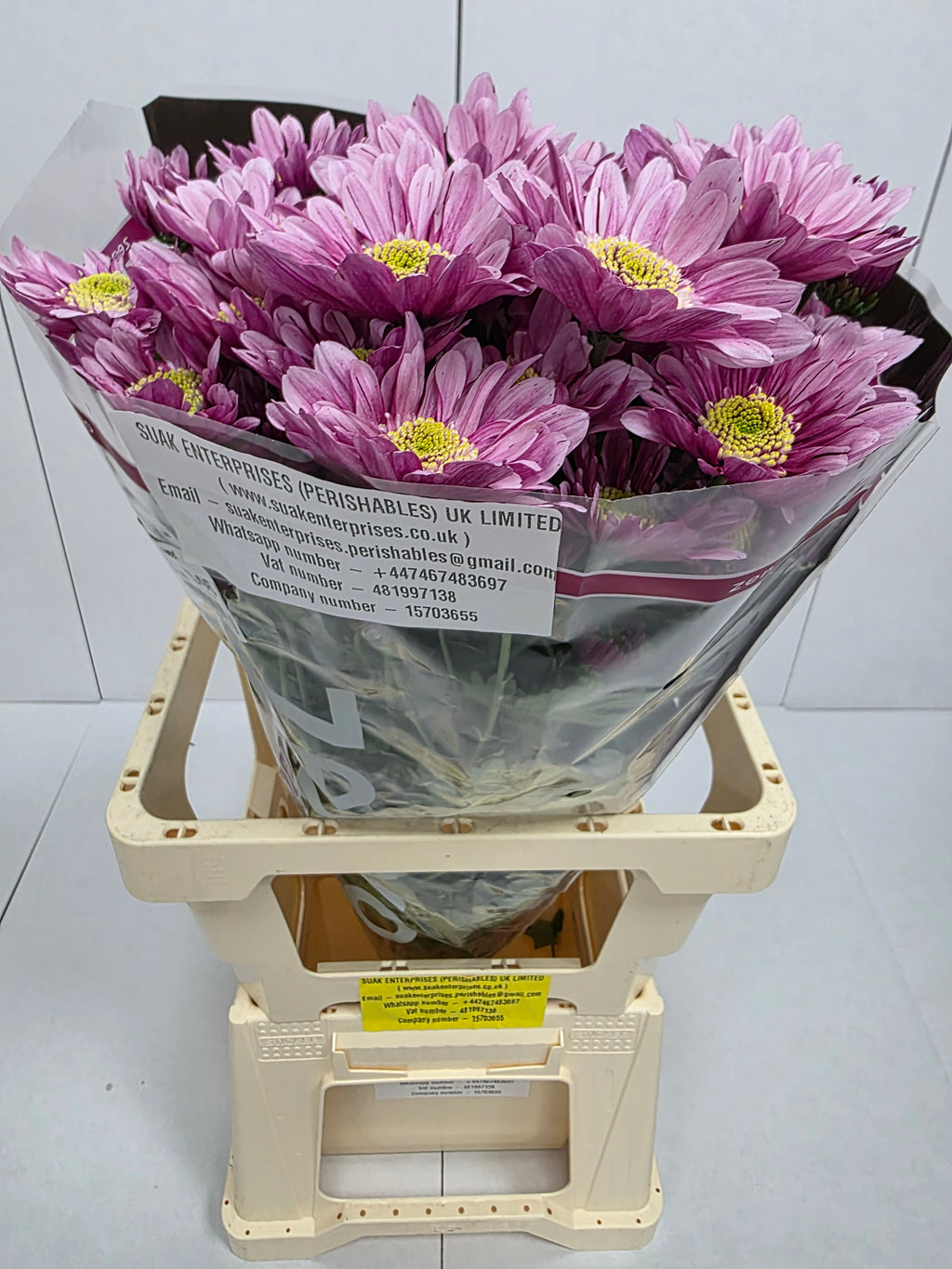 Farm Fresh Spray Chrysanthemum T Serenity Sweet (Bunch of 5 stems, Length 70cm) (PACK OF 2)