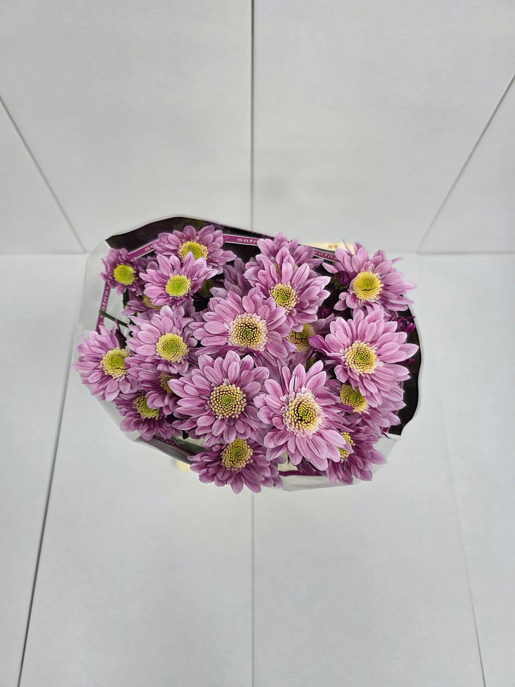 Farm Fresh Spray Chrysanthemum T Serenity Sweet (Bunch of 5 stems, Length 70cm) (PACK OF 2)