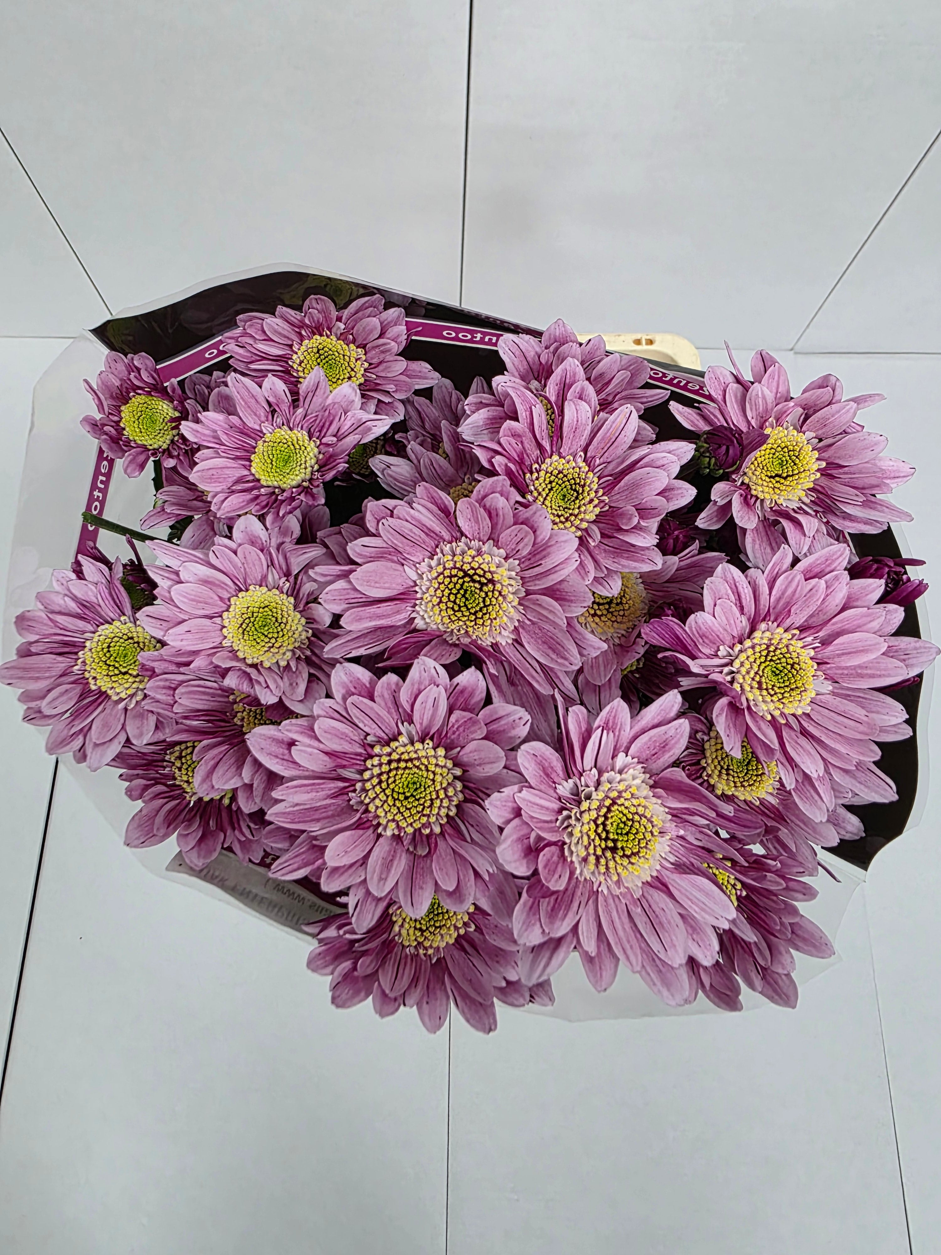 Farm Fresh Spray Chrysanthemum T Serenity Sweet (Bunch of 5 stems, Length 70cm) (PACK OF 2)