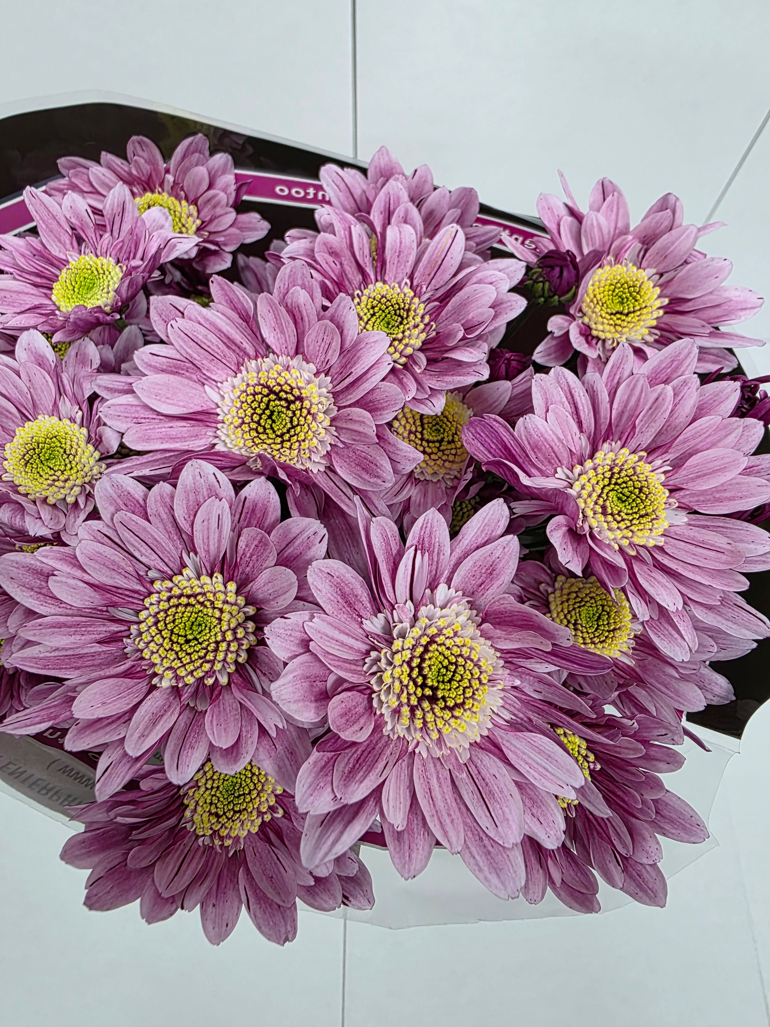 Farm Fresh Spray Chrysanthemum T Serenity Sweet (Bunch of 5 stems, Length 70cm) (PACK OF 2)