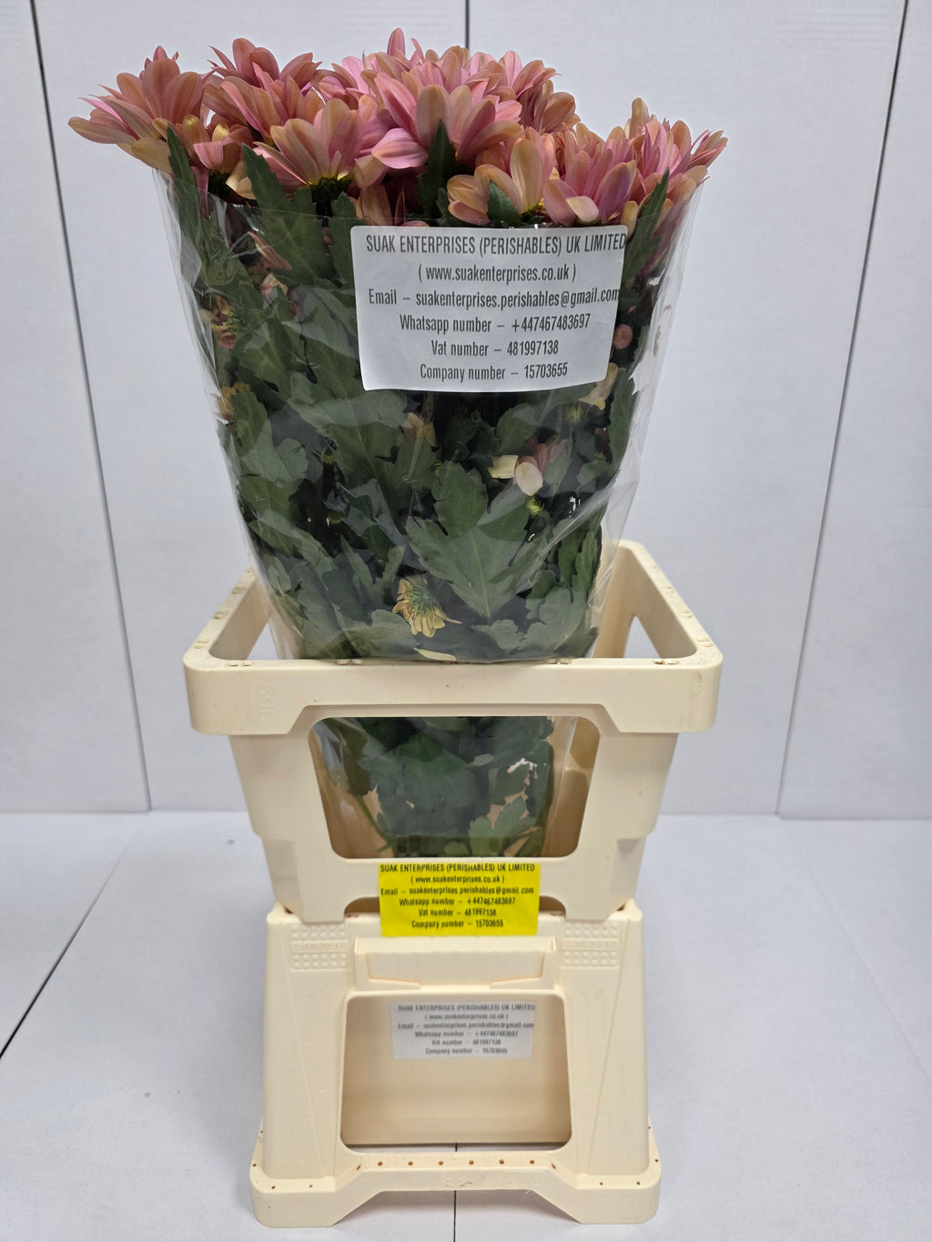 Farm Fresh Spray Chrysanthemum T Summer Love (Bunch of 5 stems, Length 70cm) (PACK OF 2)