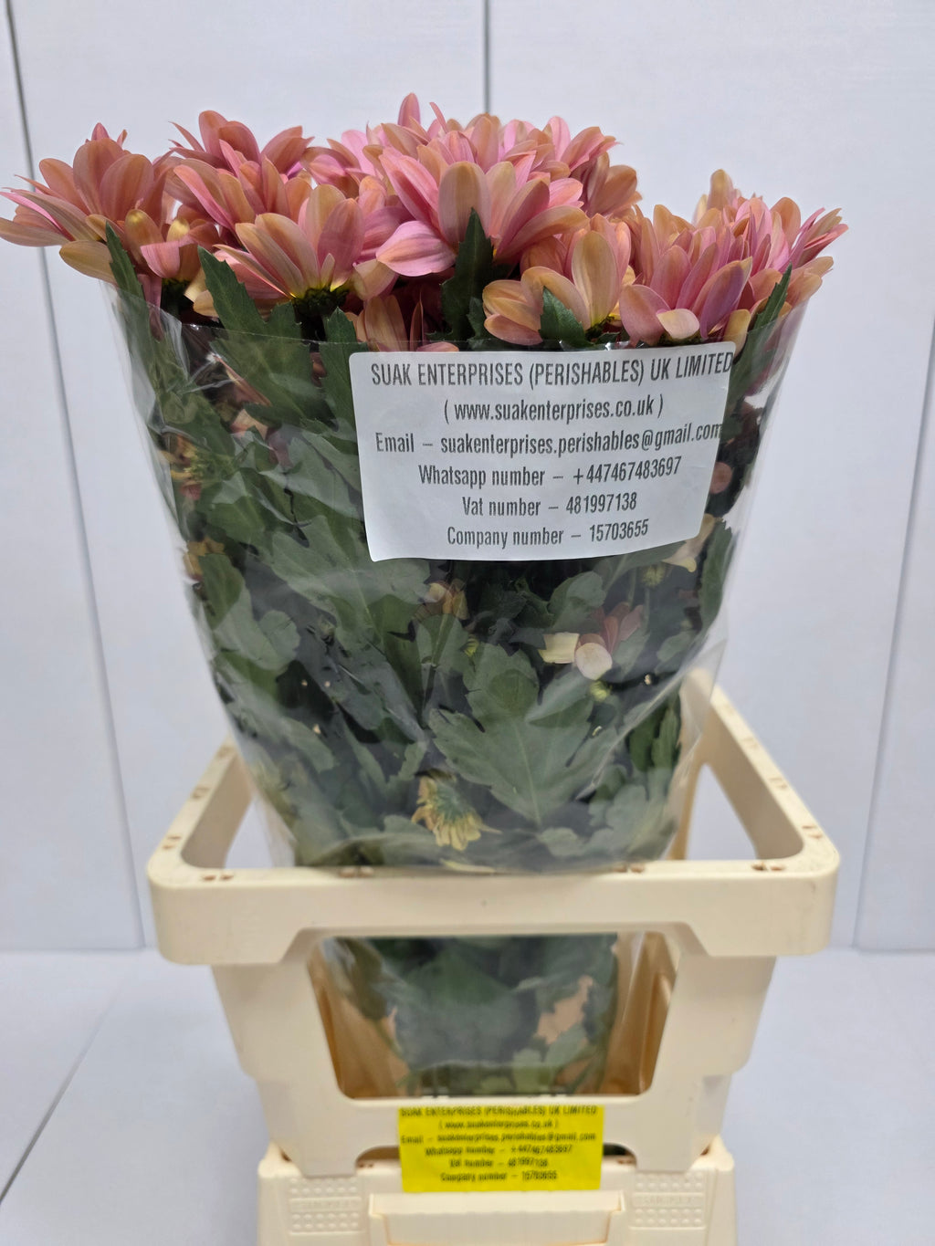 Farm Fresh Spray Chrysanthemum T Summer Love (Bunch of 5 stems, Length 70cm) (PACK OF 2)