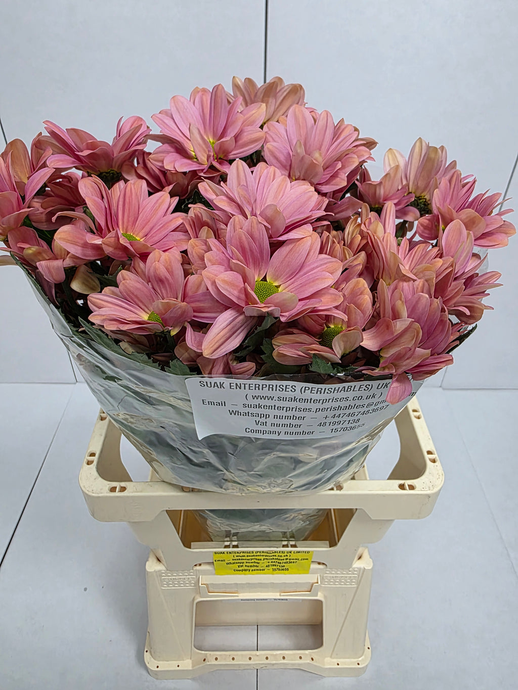 Farm Fresh Spray Chrysanthemum T Summer Love (Bunch of 5 stems, Length 70cm) (PACK OF 2)