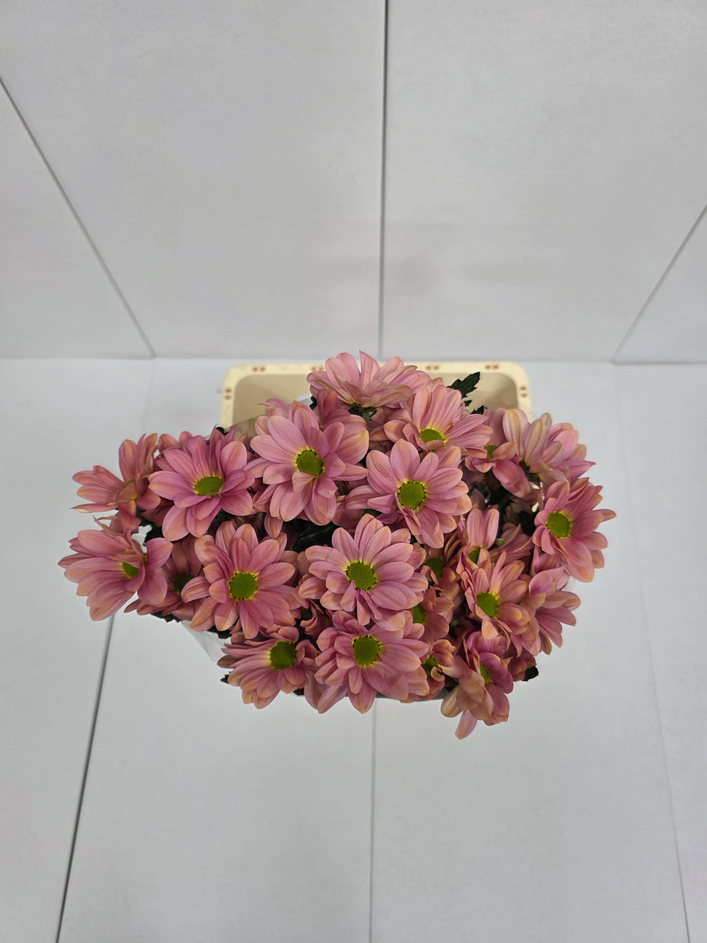 Farm Fresh Spray Chrysanthemum T Summer Love (Bunch of 5 stems, Length 70cm) (PACK OF 2)