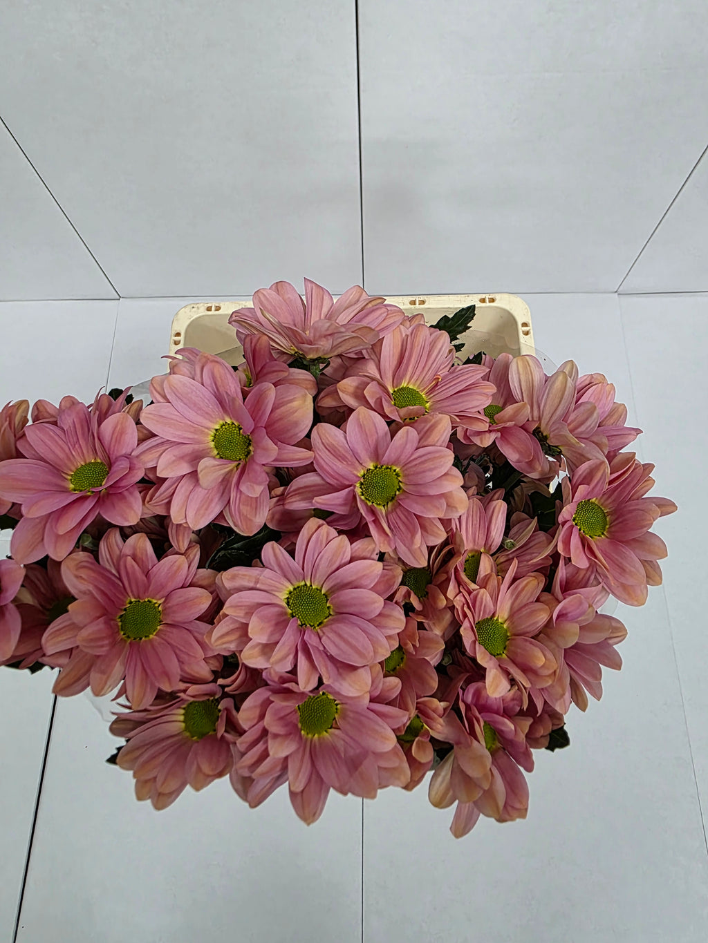 Farm Fresh Spray Chrysanthemum T Summer Love (Bunch of 5 stems, Length 70cm) (PACK OF 2)