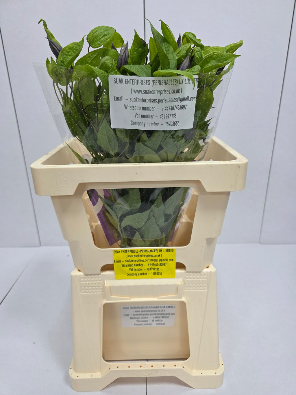 Farm Fresh Clematis Amazing Havana Lila(Bunch of 10 stems, Length 60cm)