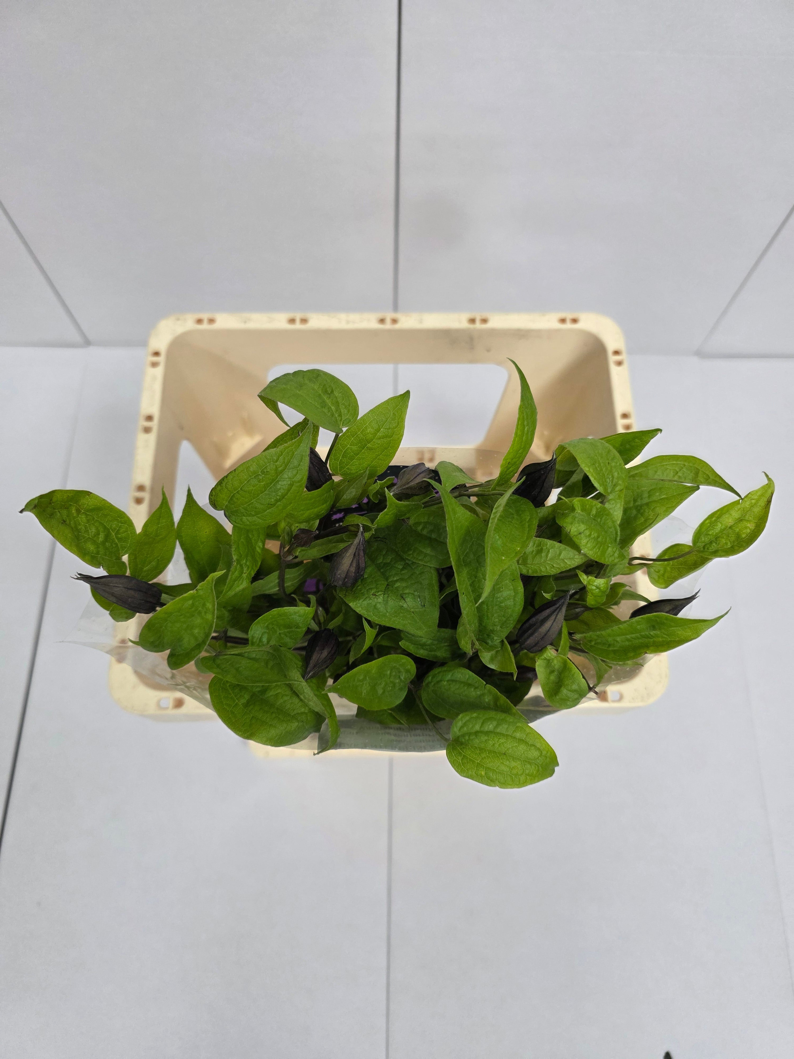 Farm Fresh Clematis Amazing Havana Lila(Bunch of 10 stems, Length 60cm)
