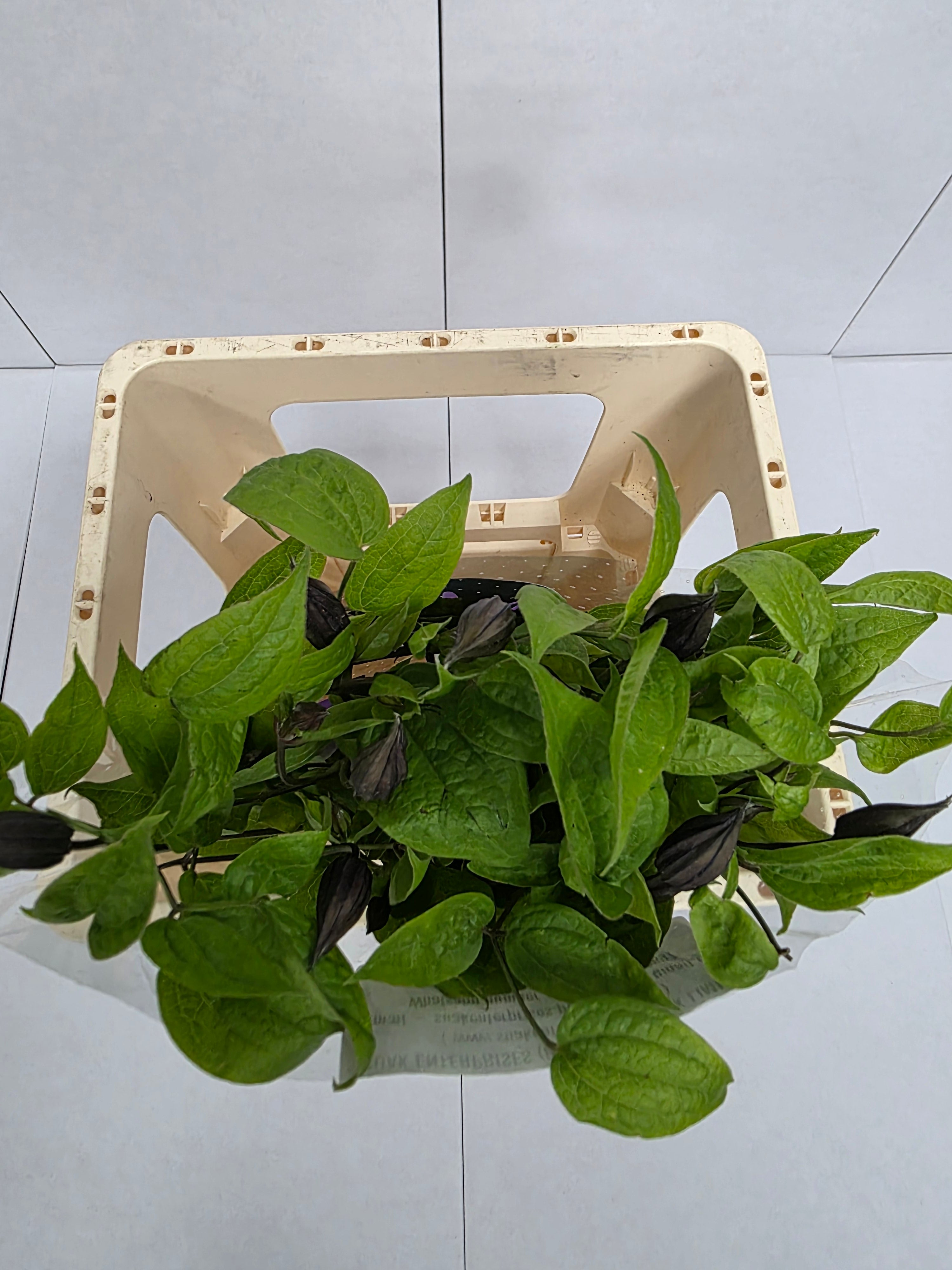Farm Fresh Clematis Amazing Havana Lila(Bunch of 10 stems, Length 60cm)