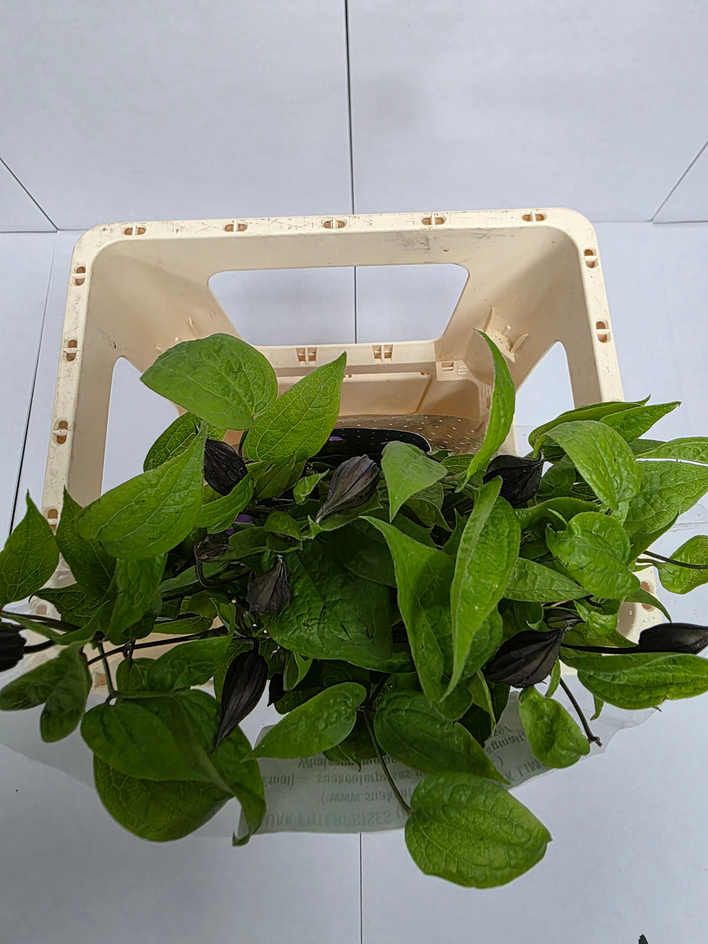 Farm Fresh Clematis Amazing Havana Lila(Bunch of 10 stems, Length 60cm)