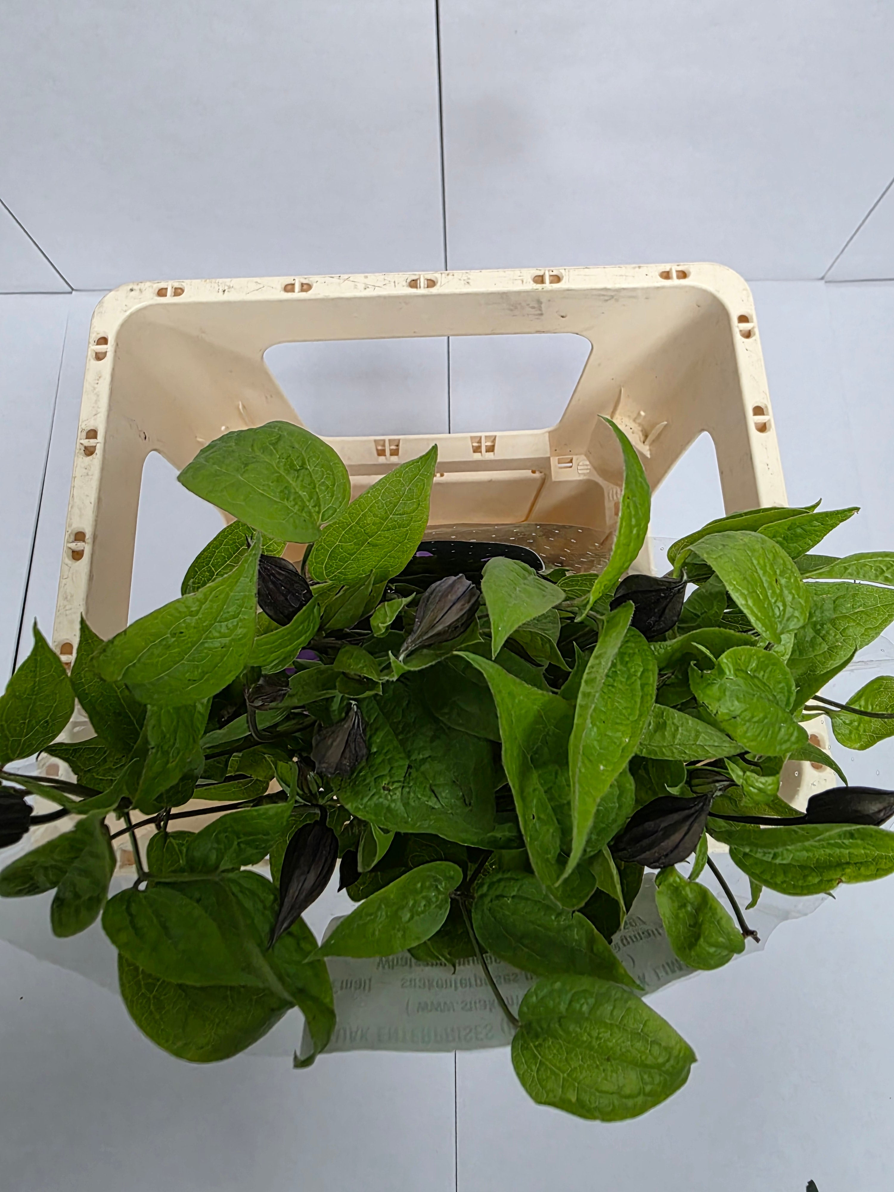 Farm Fresh Clematis Amazing Havana Lila(Bunch of 10 stems, Length 60cm)